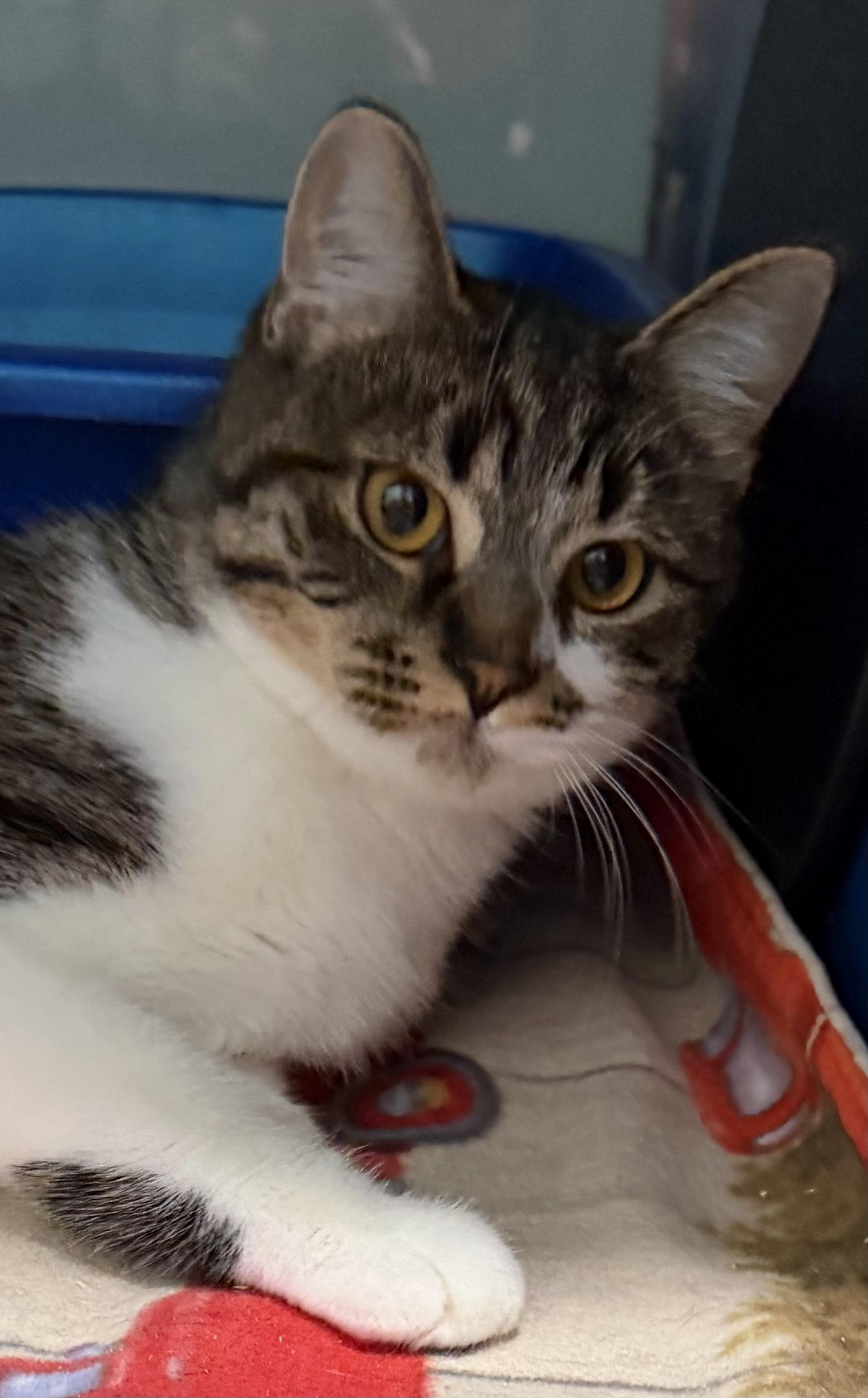 Trixie, adoptable, Young Female Domestic Short Hair.