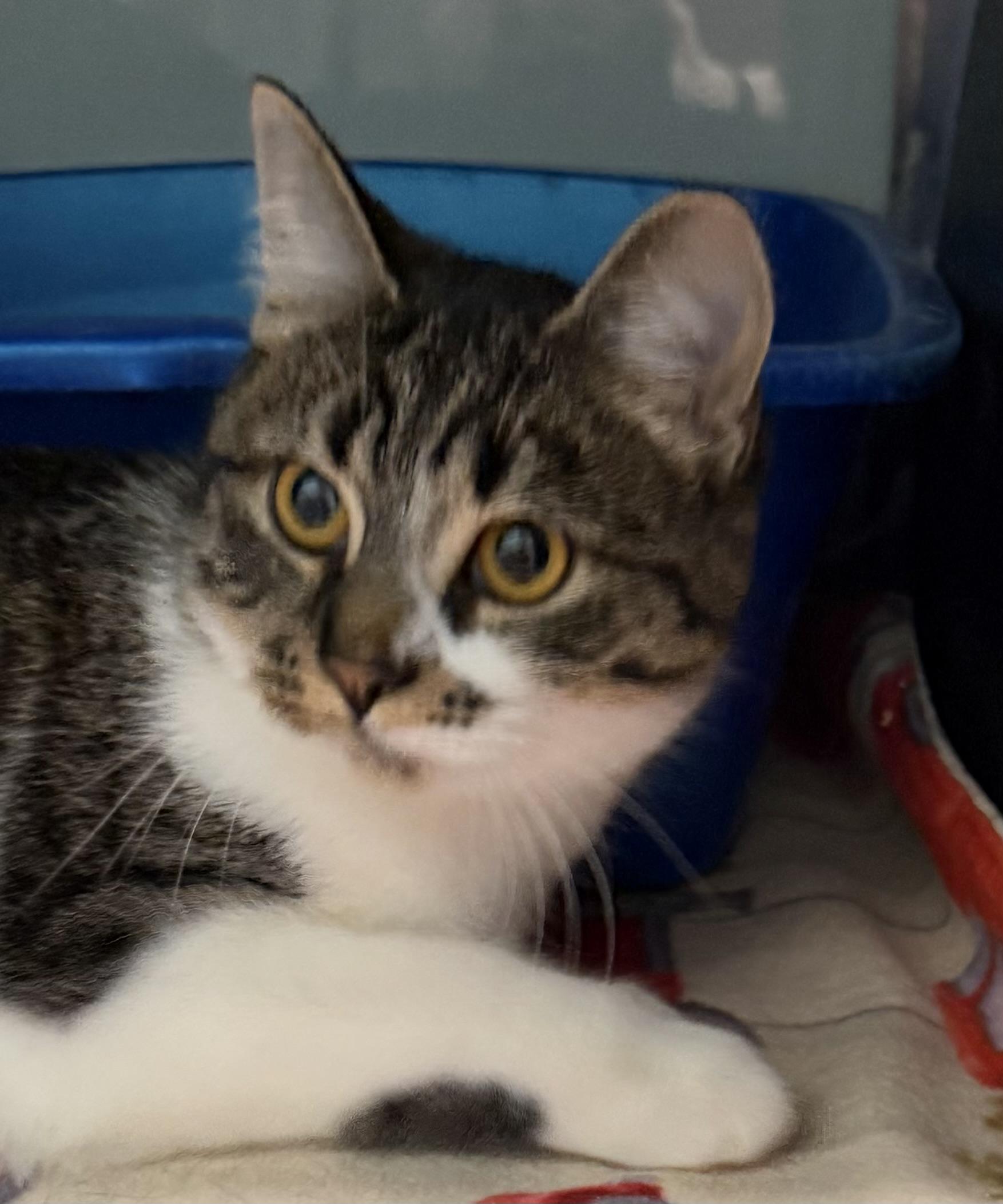 Trixie, an adoptable Domestic Short Hair in Sault Sainte Marie, MI image 2/3