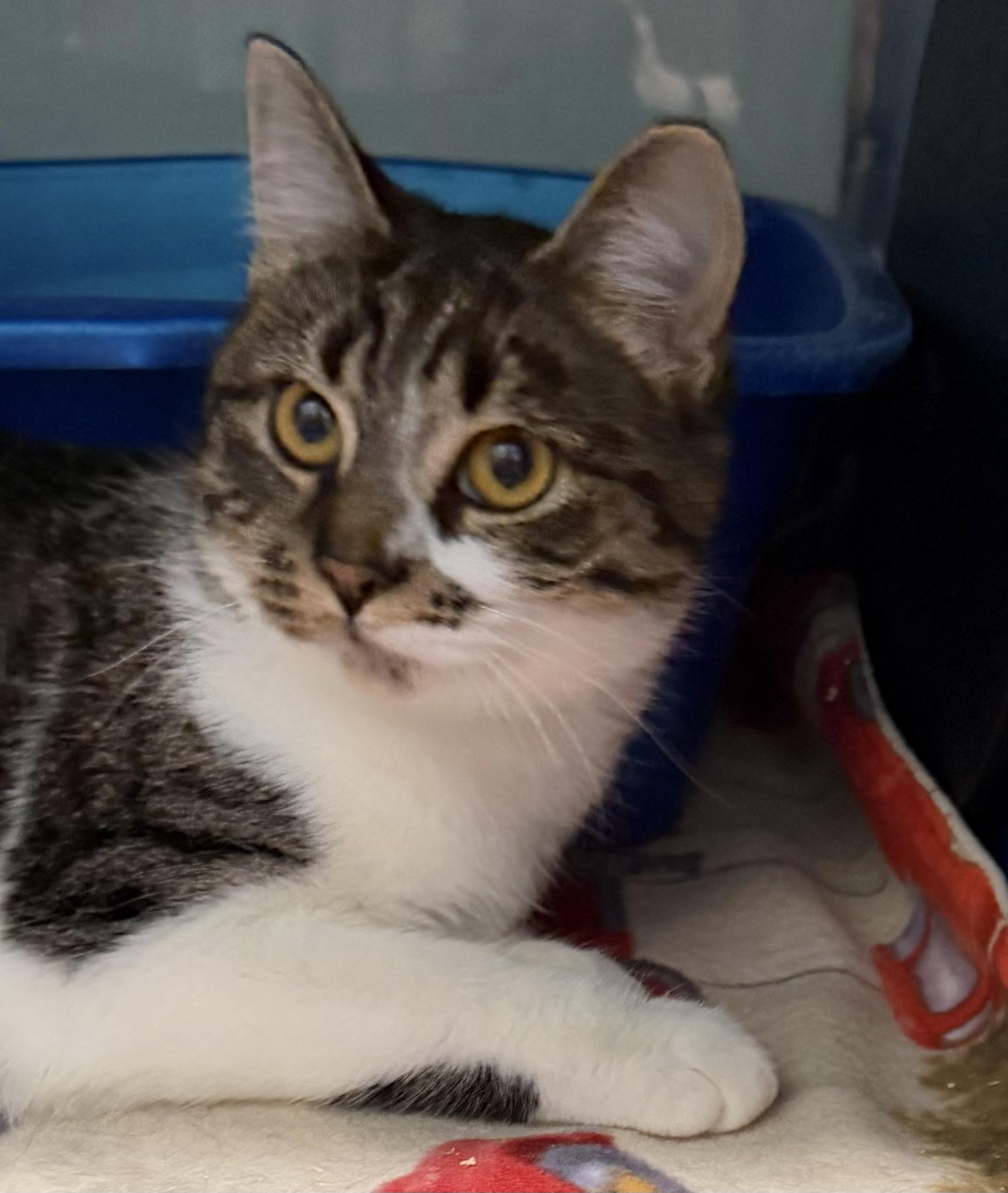 Trixie, an adoptable Domestic Short Hair in Sault Sainte Marie, MI image 3/3