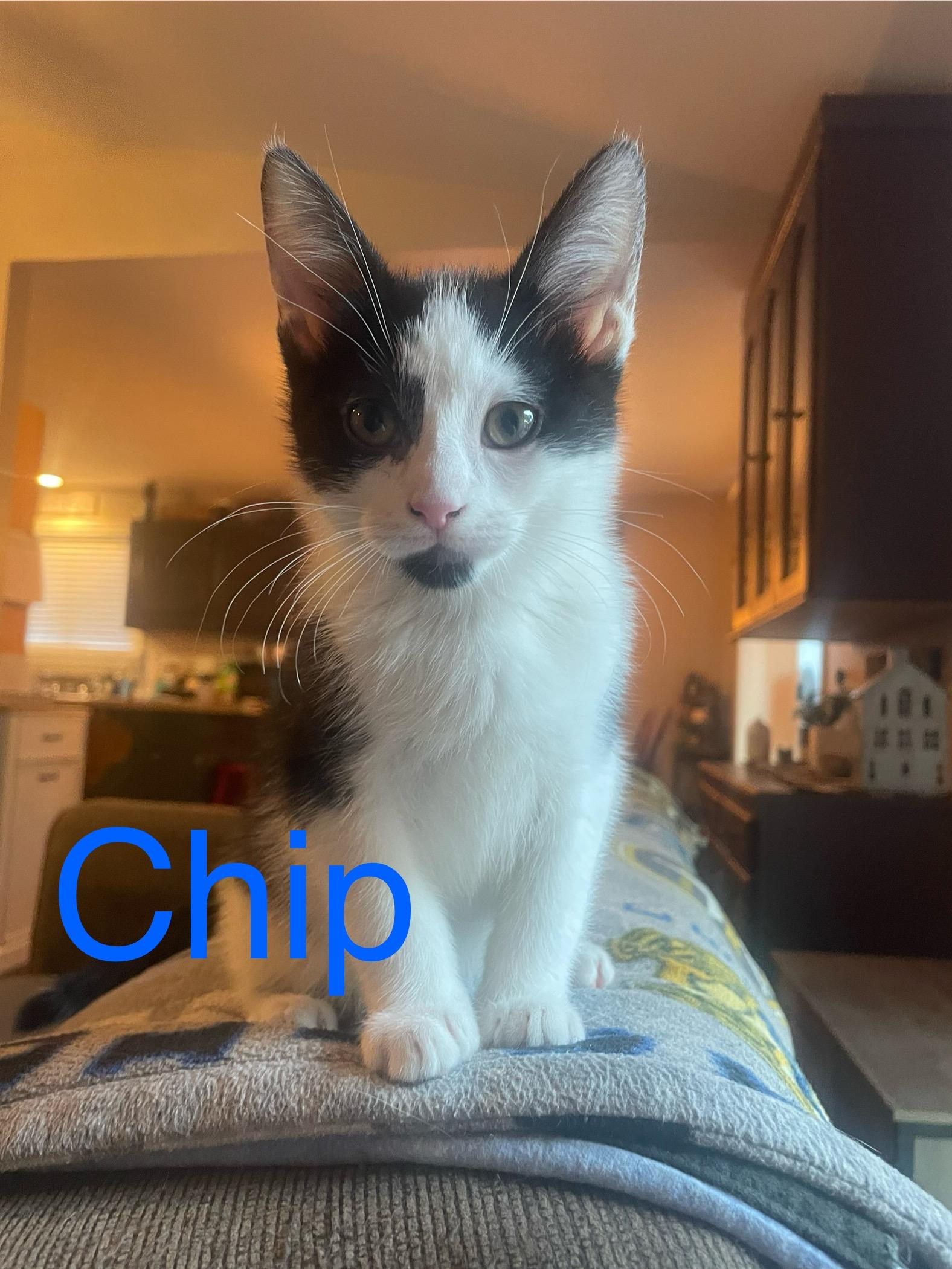 Enlarge Chip, a Adoptable Domestic Short Hair in Davisburg, MI image 1/2
