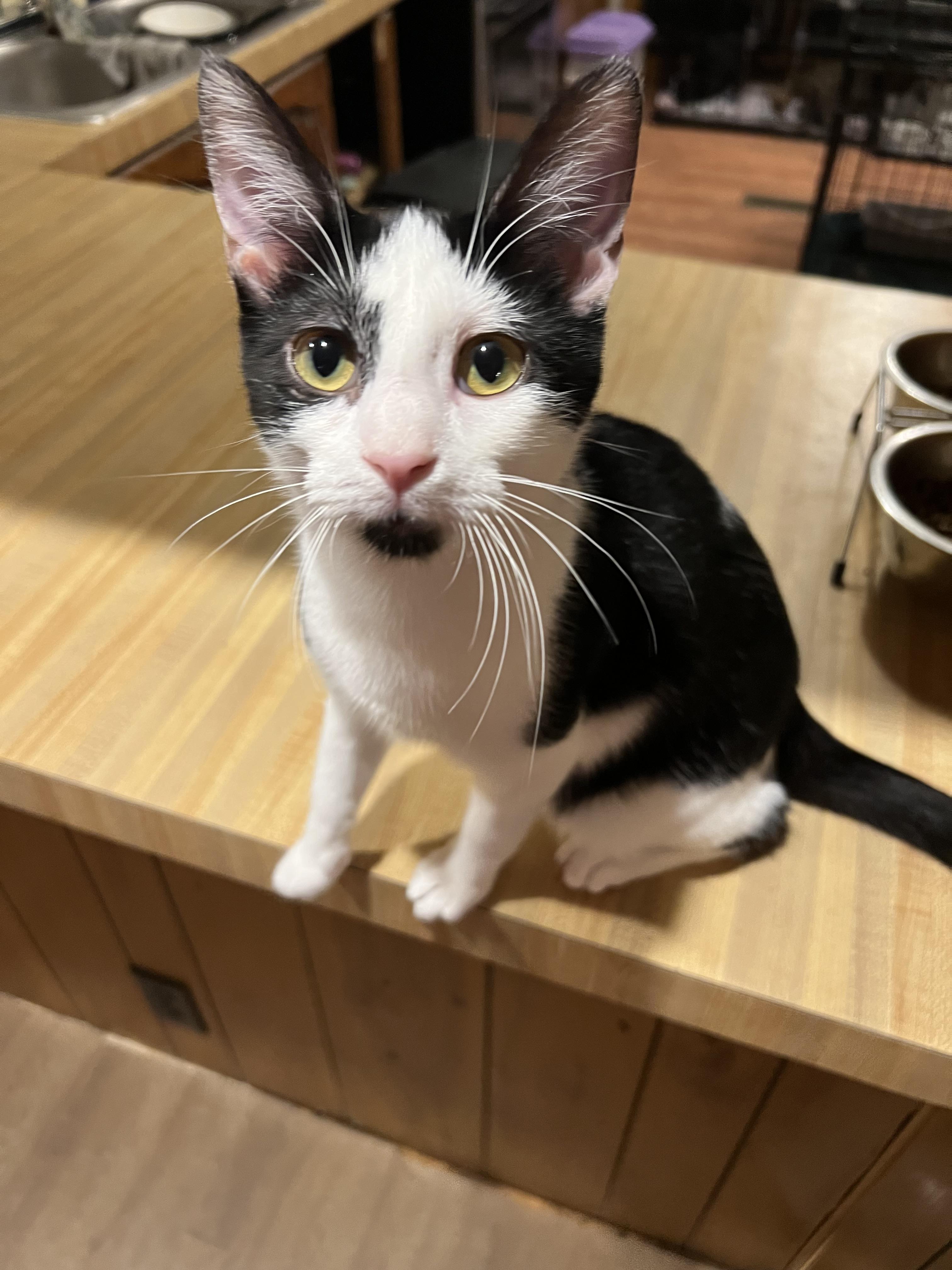 Enlarge Chip, a Adoptable Domestic Short Hair in Davisburg, MI image 2/2