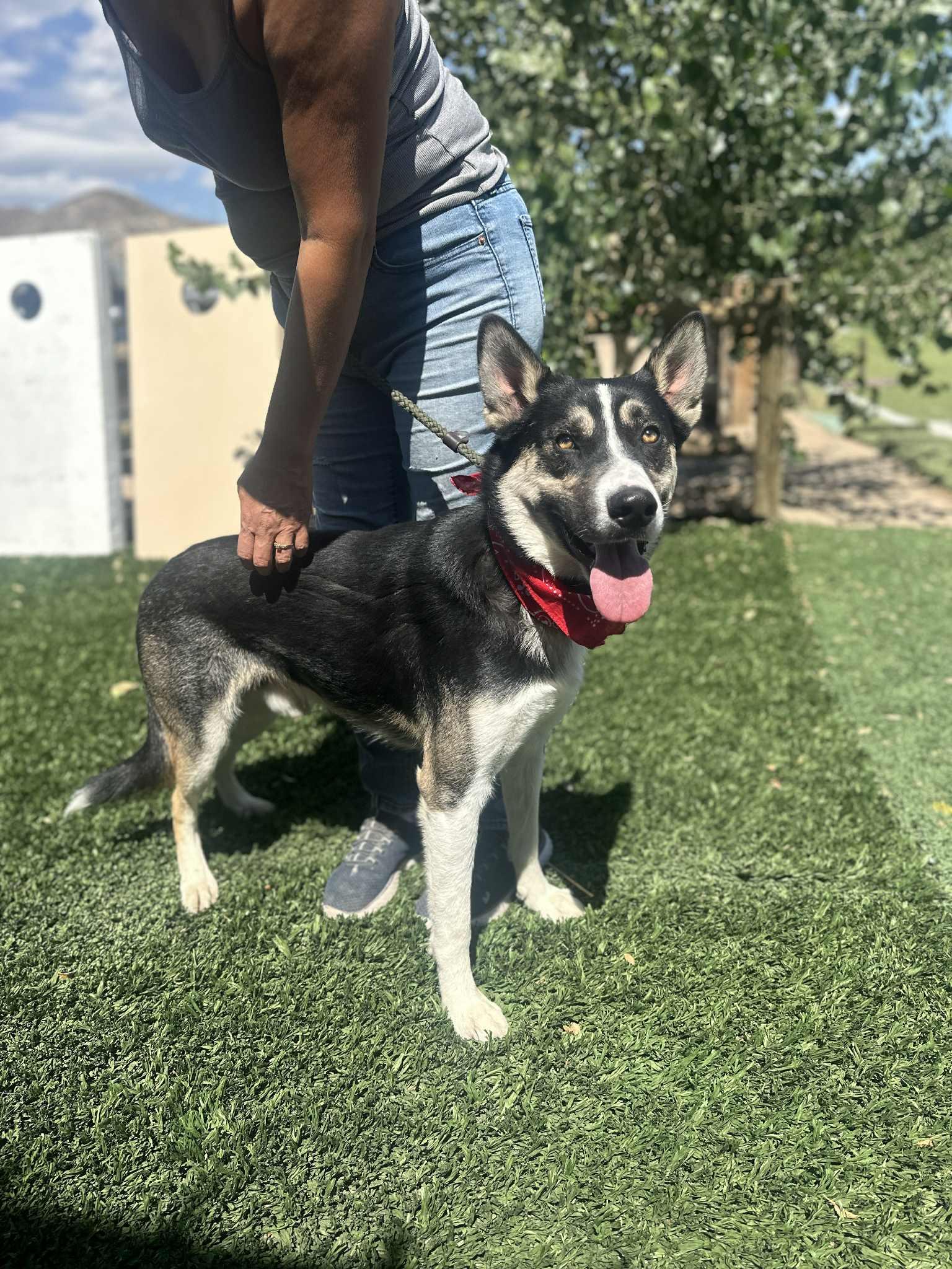 Enlarge Benji , a ADOPTABLE mixed breed in Vancouver, WA image 4/6