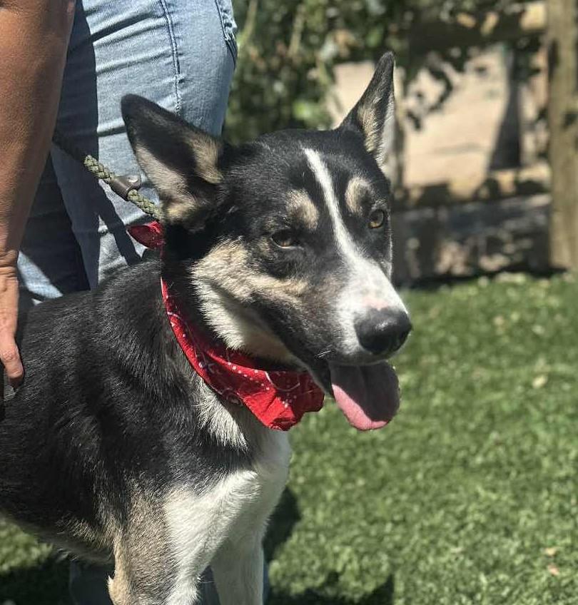 Enlarge Benji , a ADOPTABLE mixed breed in Vancouver, WA image 2/6