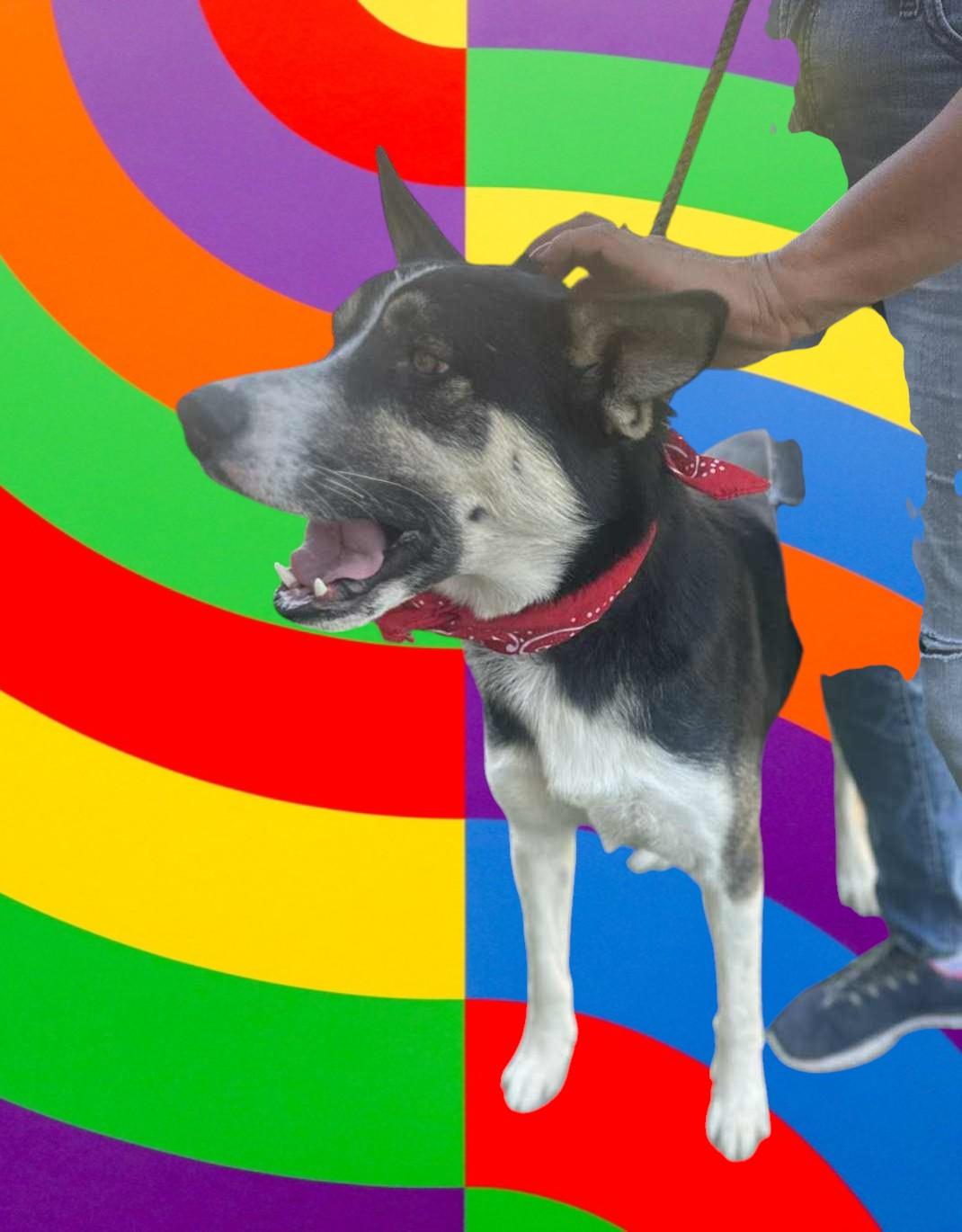 Enlarge Benji , a ADOPTABLE mixed breed in Vancouver, WA image 6/6