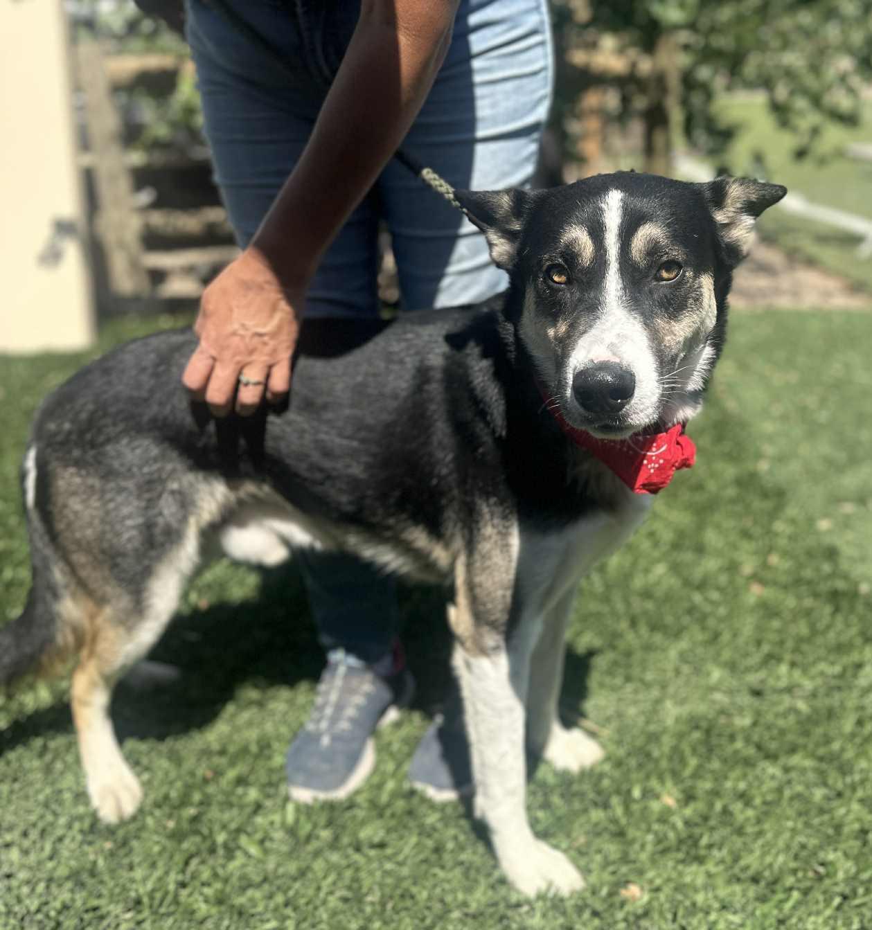 Enlarge Benji , a ADOPTABLE mixed breed in Vancouver, WA image 1/6