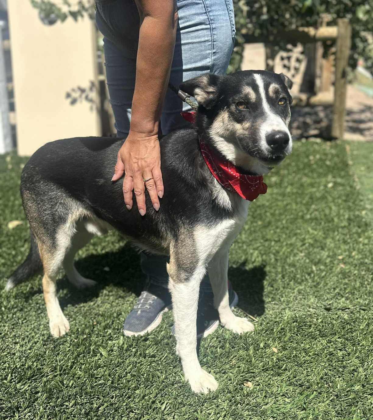 Enlarge Benji , a ADOPTABLE mixed breed in Vancouver, WA image 5/6