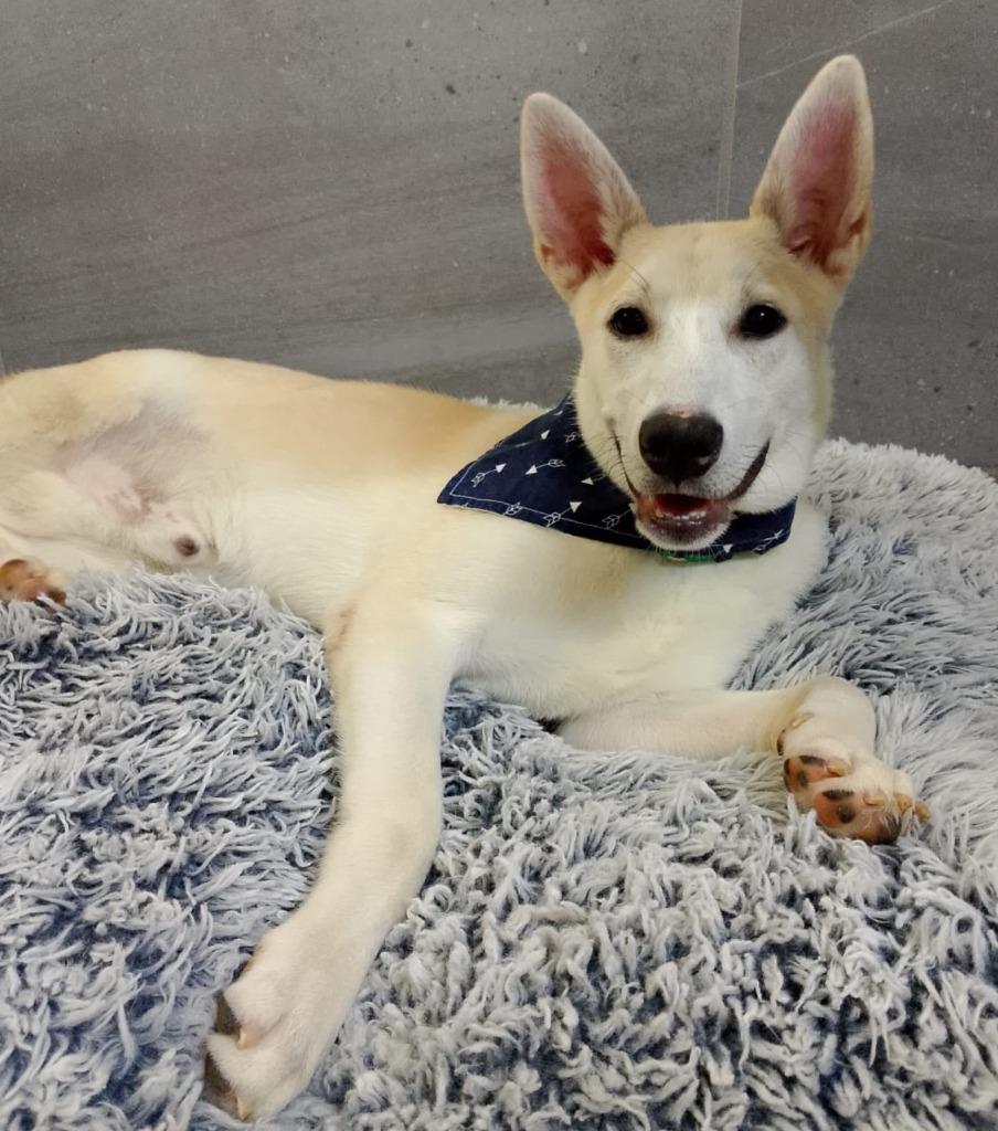 Cesar — thumbnail 2