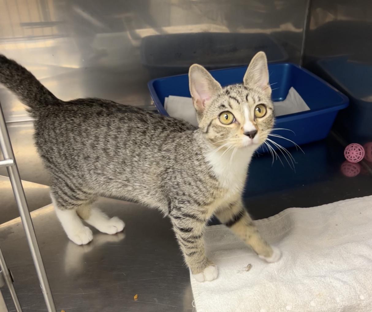 Lucky Cups, adopted, Kitten Female Domestic Short Hair & American Shorthair.