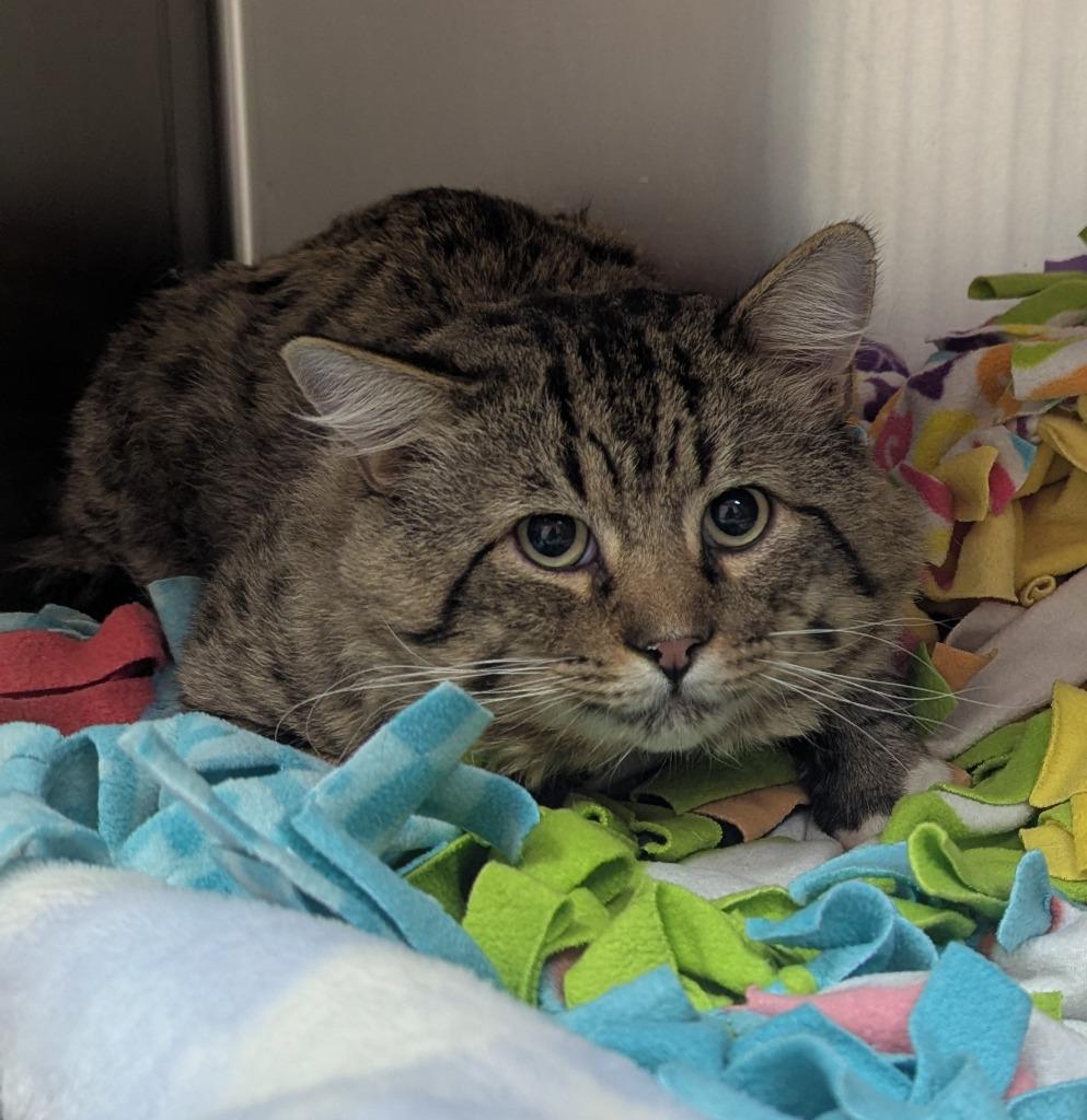 Milo, Adoptable, Adult Male Domestic Short Hair.