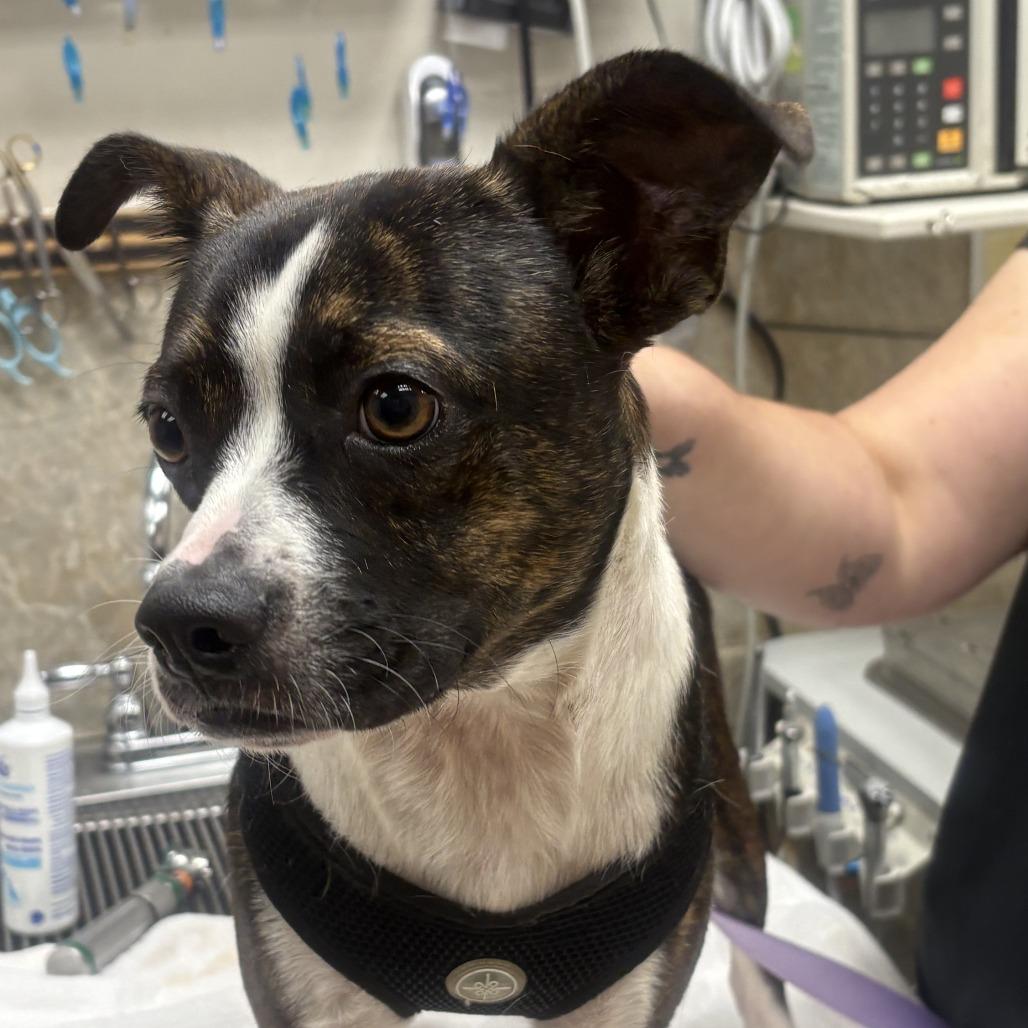 Enlarge Rudy (Goober), a Adoptable mixed breed in Decatur, AL image 1/1