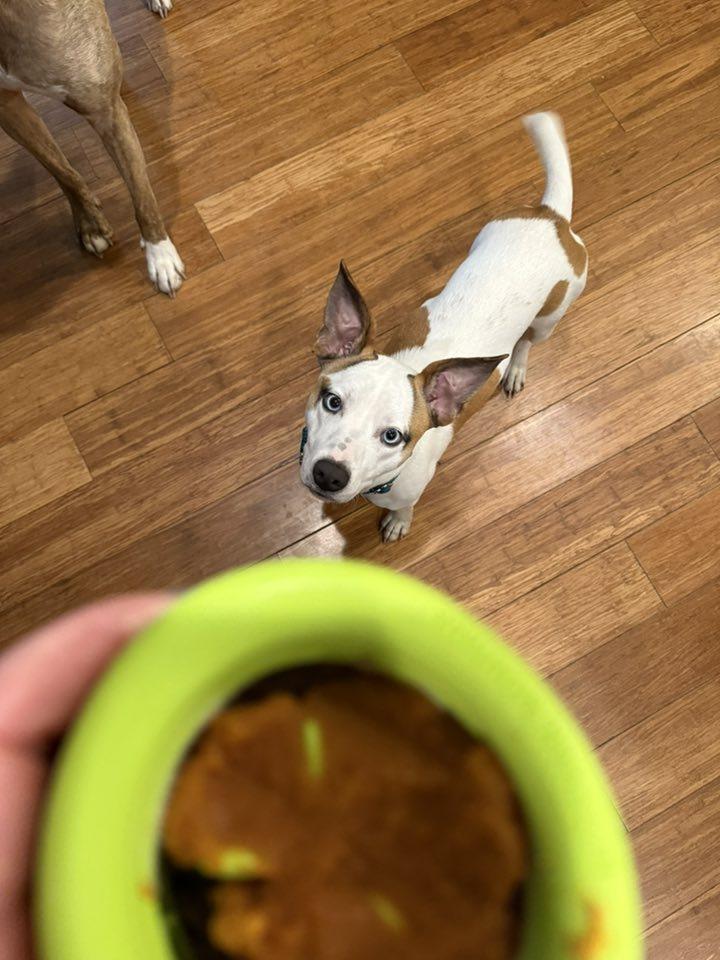 Buster *HERE IN NH*, a Adoptable Mixed Breed in Northwood, NH image 1/4