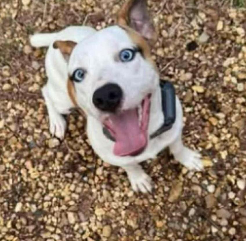 Enlarge Buster *HERE IN NH*, an adopted Mixed Breed in Northwood, NH image 1/6