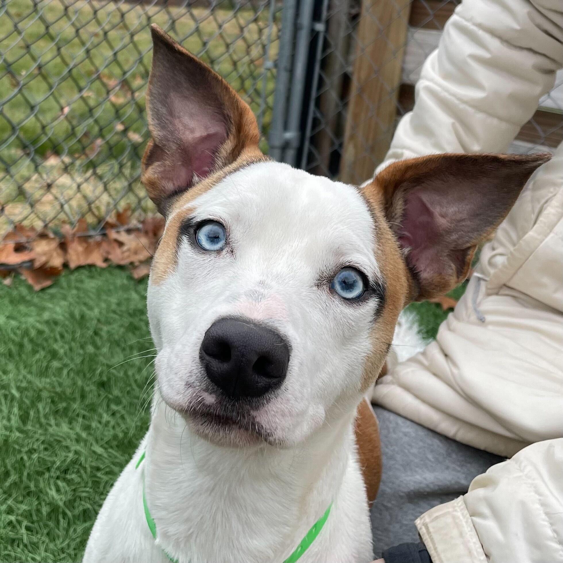 Enlarge Buster *HERE IN NH*, an adopted Mixed Breed in Northwood, NH image 2/6