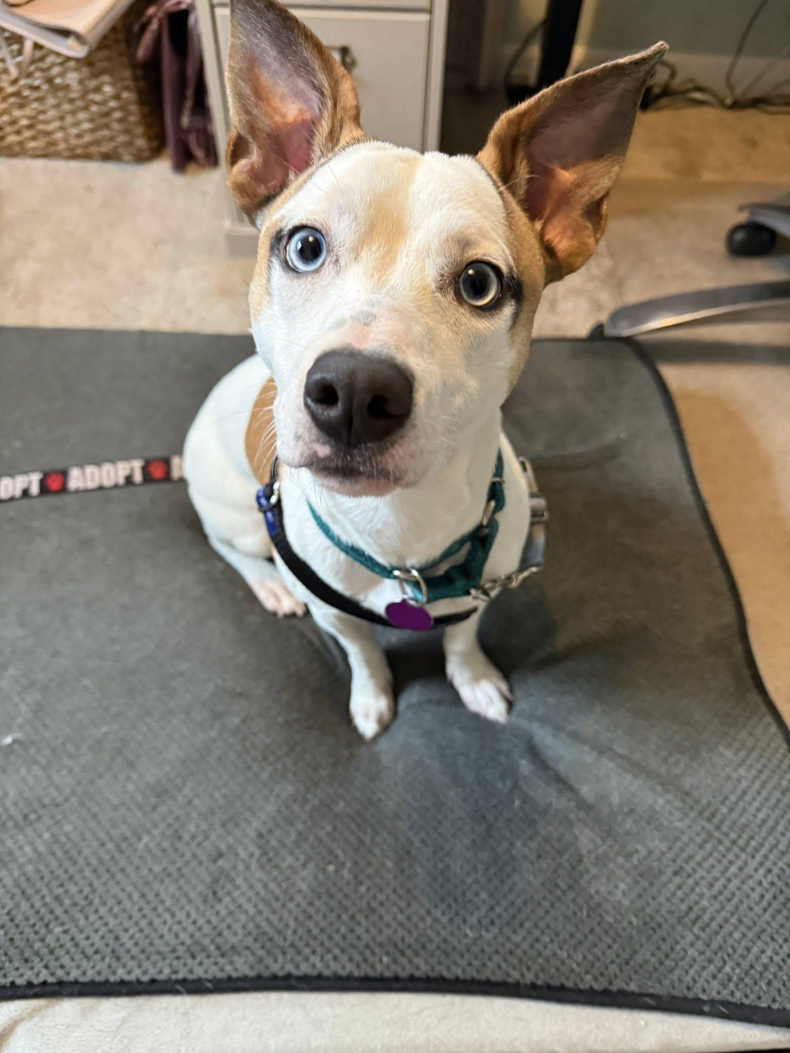 Enlarge Buster *HERE IN NH*, an adopted Mixed Breed in Northwood, NH image 3/6