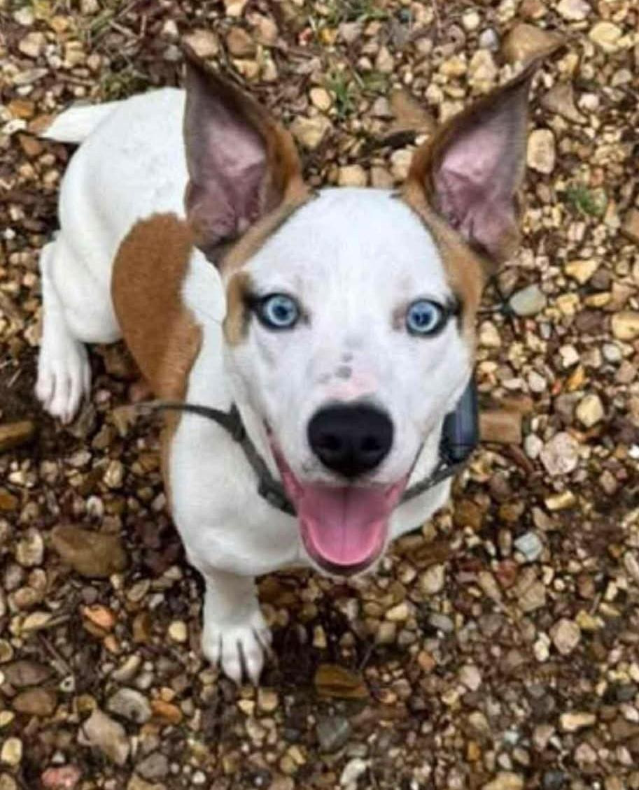 Enlarge Buster *HERE IN NH*, an adopted Mixed Breed in Northwood, NH image 4/6