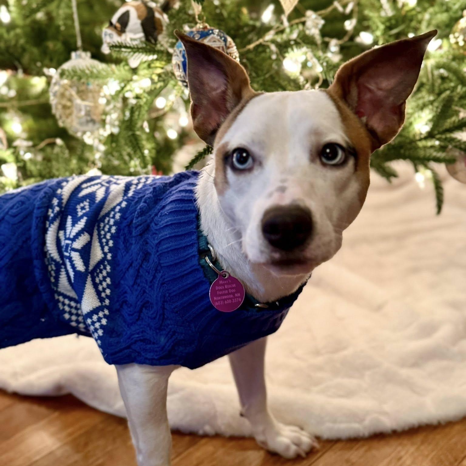 Enlarge Buster *HERE IN NH*, an adopted Mixed Breed in Northwood, NH image 5/6