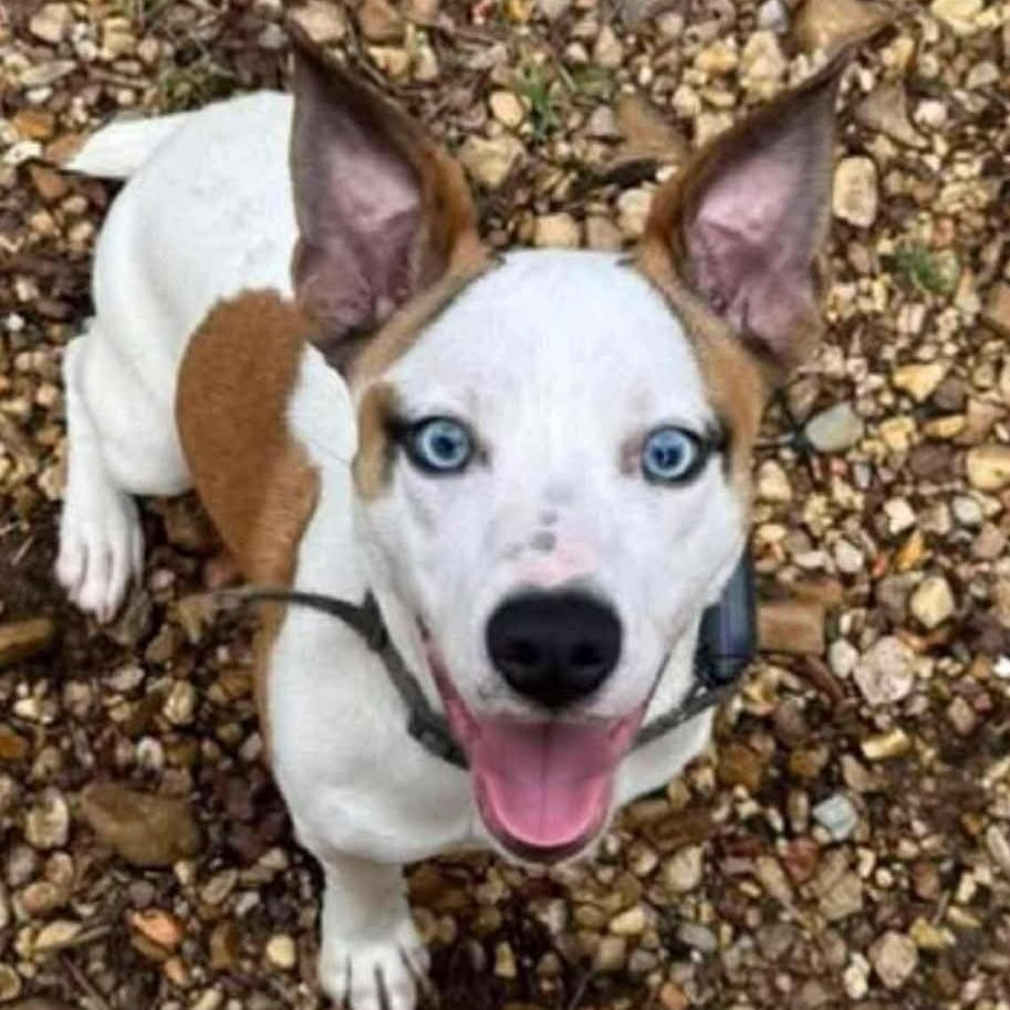 Buster *HERE IN NH*, a Adoptable Mixed Breed in Northwood, NH image 2/4