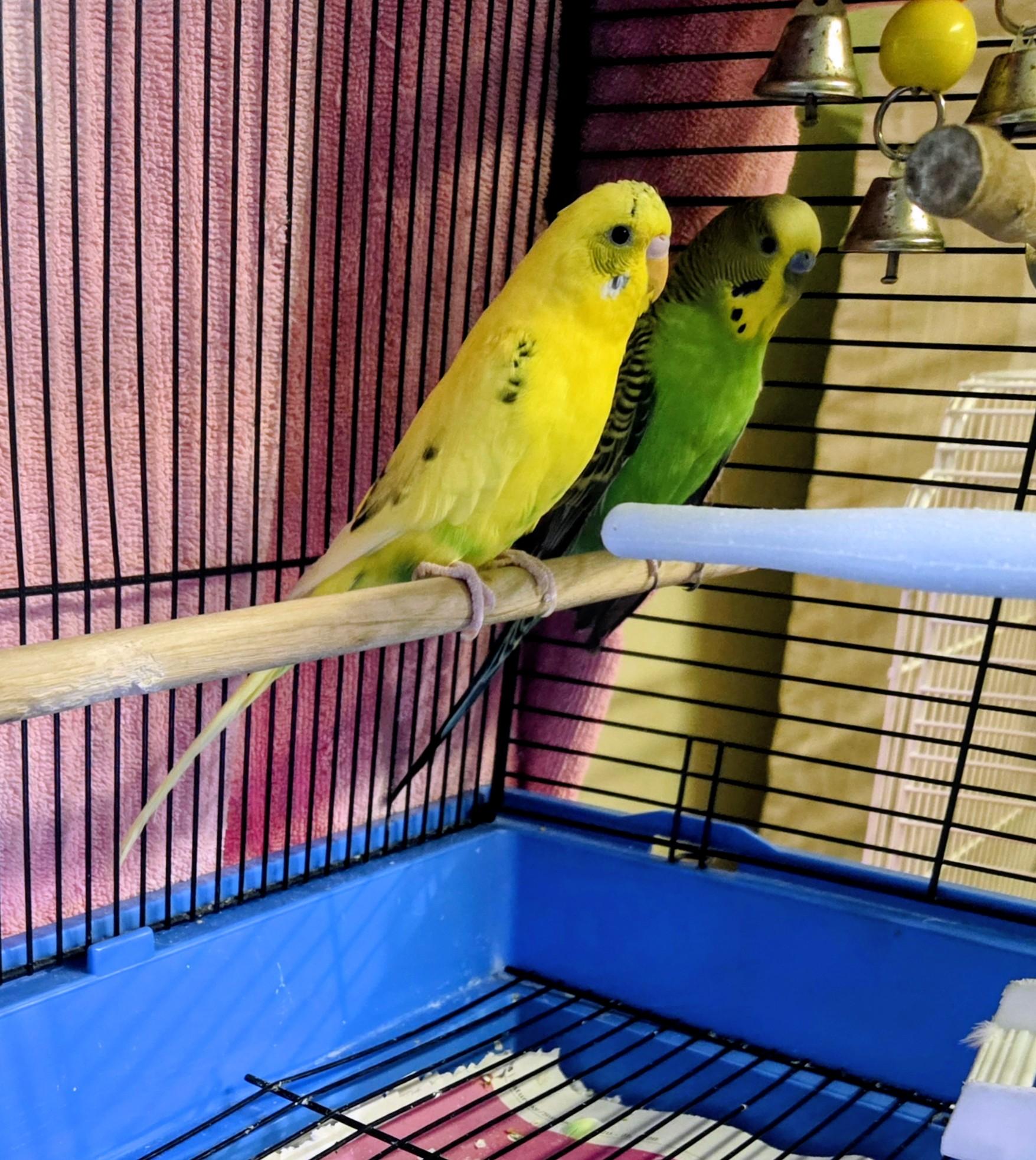 Enlarge Buttercup and Kiwi, an adopted Parakeet (Other) in Middle Island, NY image 2/2
