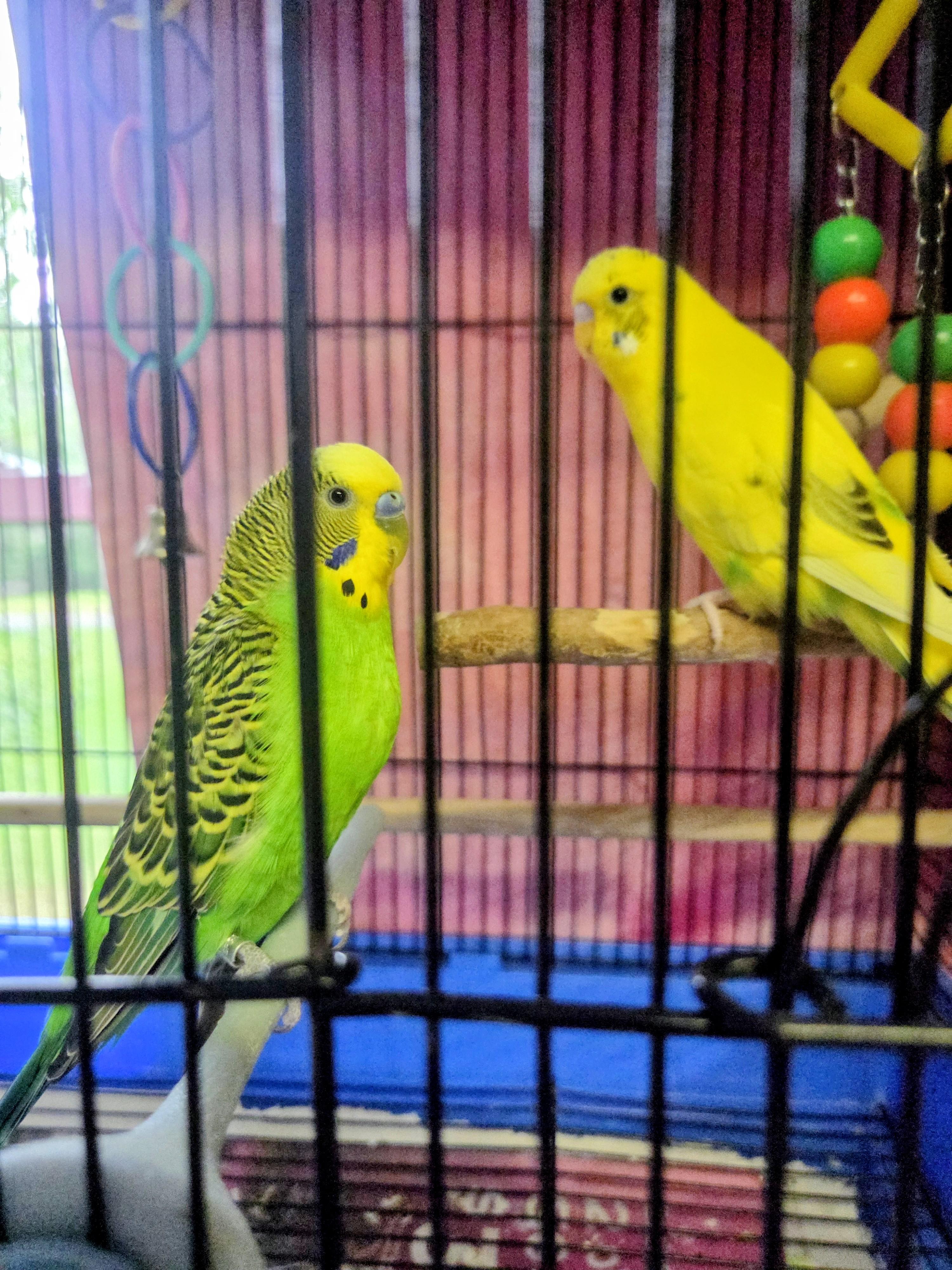 Enlarge Buttercup and Kiwi, an adopted Parakeet (Other) in Middle Island, NY image 1/2