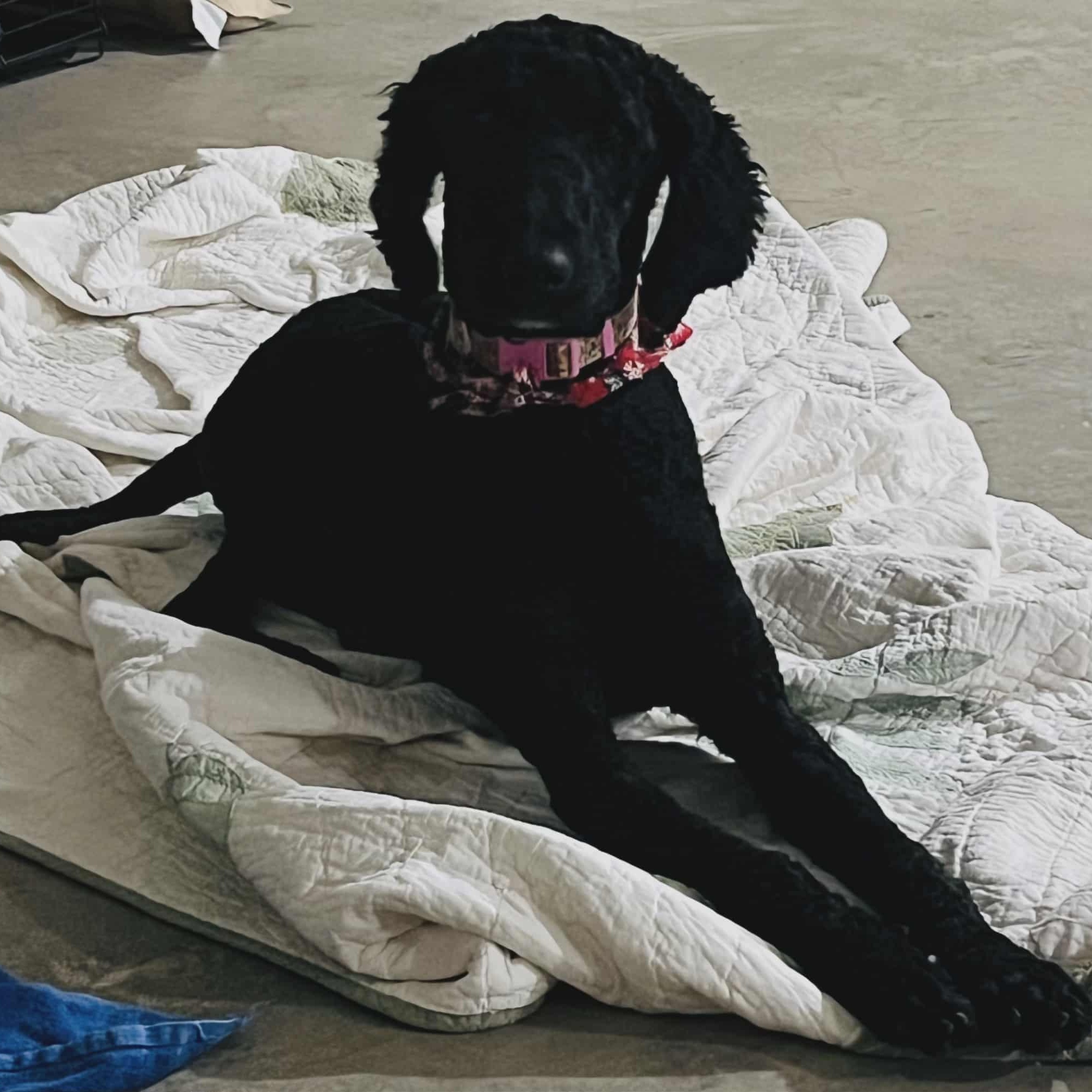 Zoe, a Adoptable Labradoodle in Nicholasville, KY image 4/5