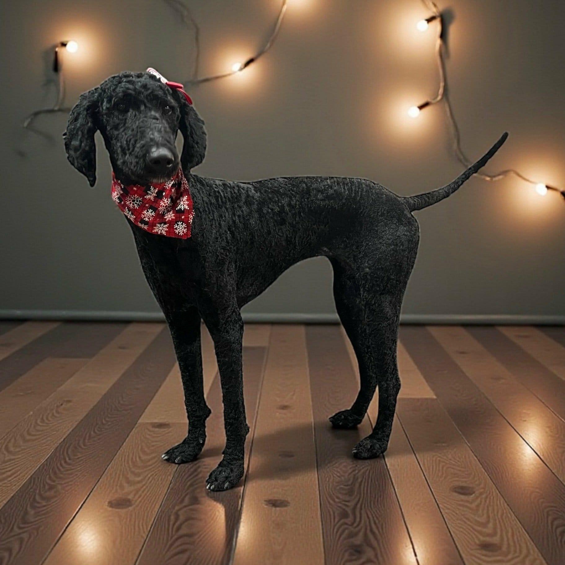 Zoe, Adoptable, Young Female Labradoodle.