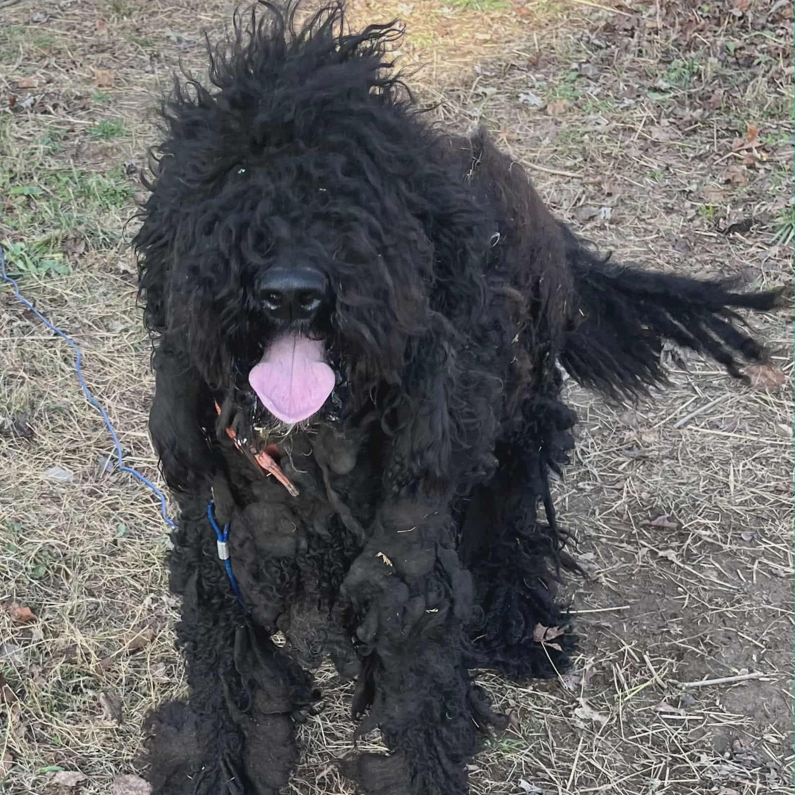 Zoe, a Adoptable Labradoodle in Nicholasville, KY image 5/5