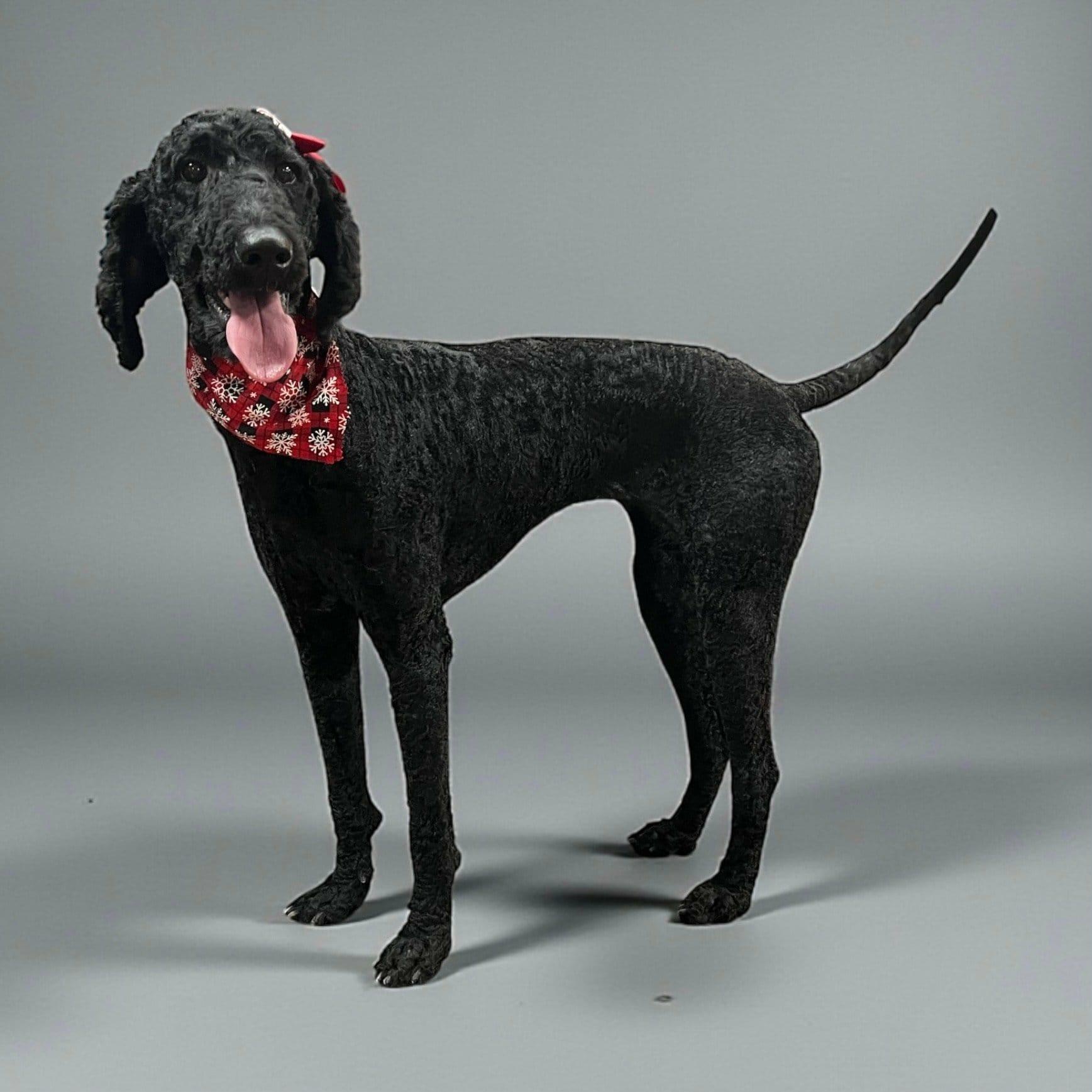 Zoe, a Adoptable Labradoodle in Nicholasville, KY image 2/5