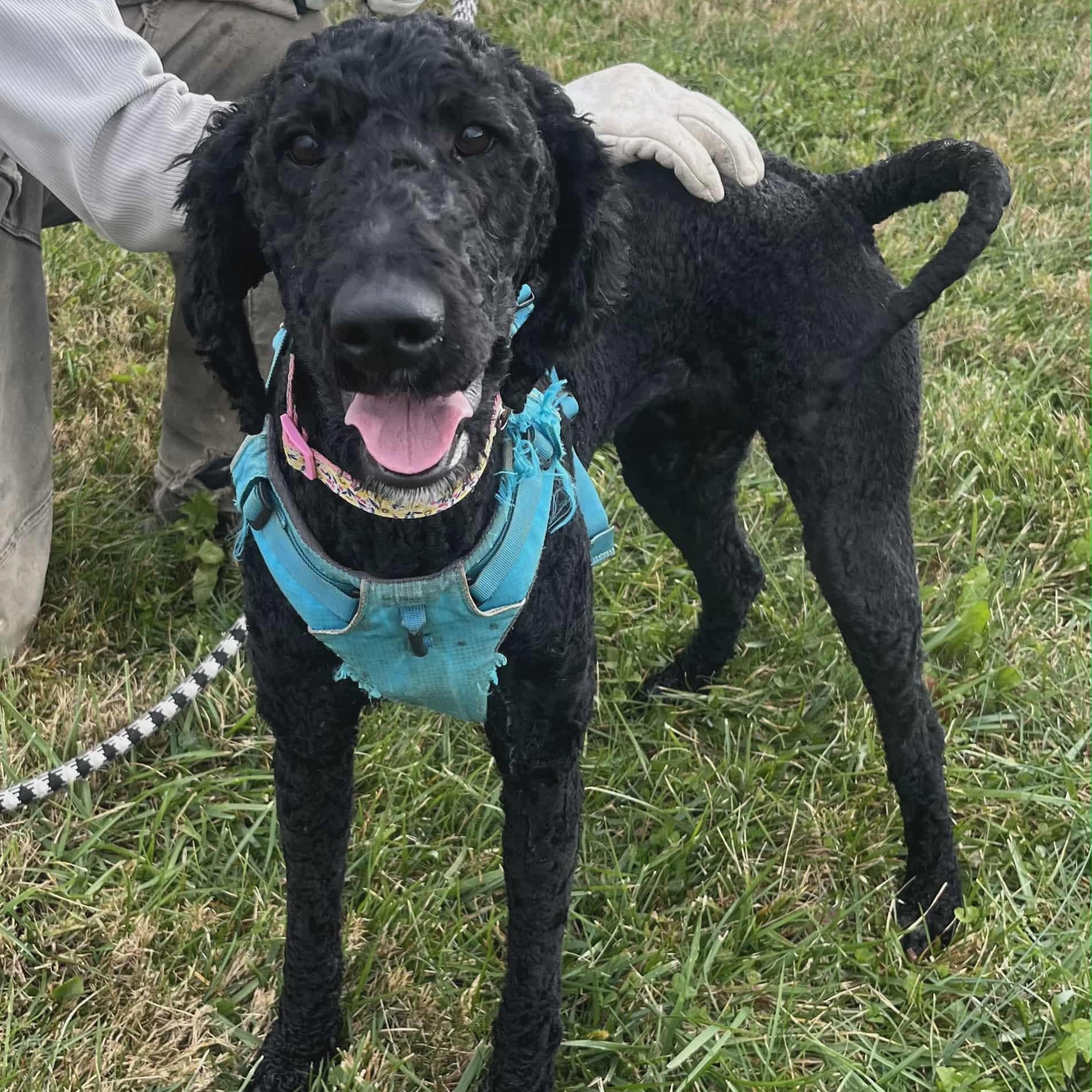 Zoe, a Adoptable Labradoodle in Nicholasville, KY image 3/5