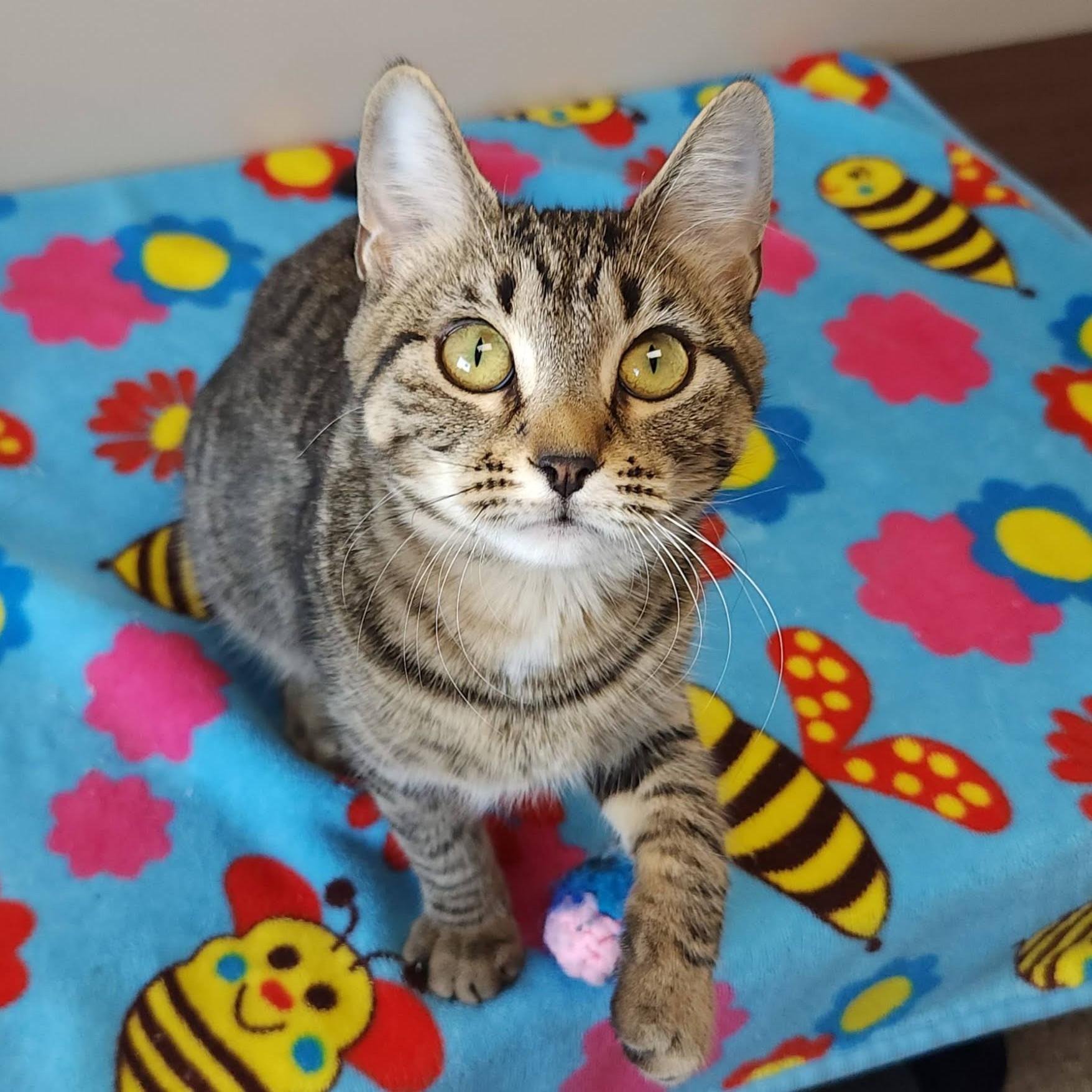 Enlarge Fennico, an adopted Tabby in Marshfield, WI image 5/6