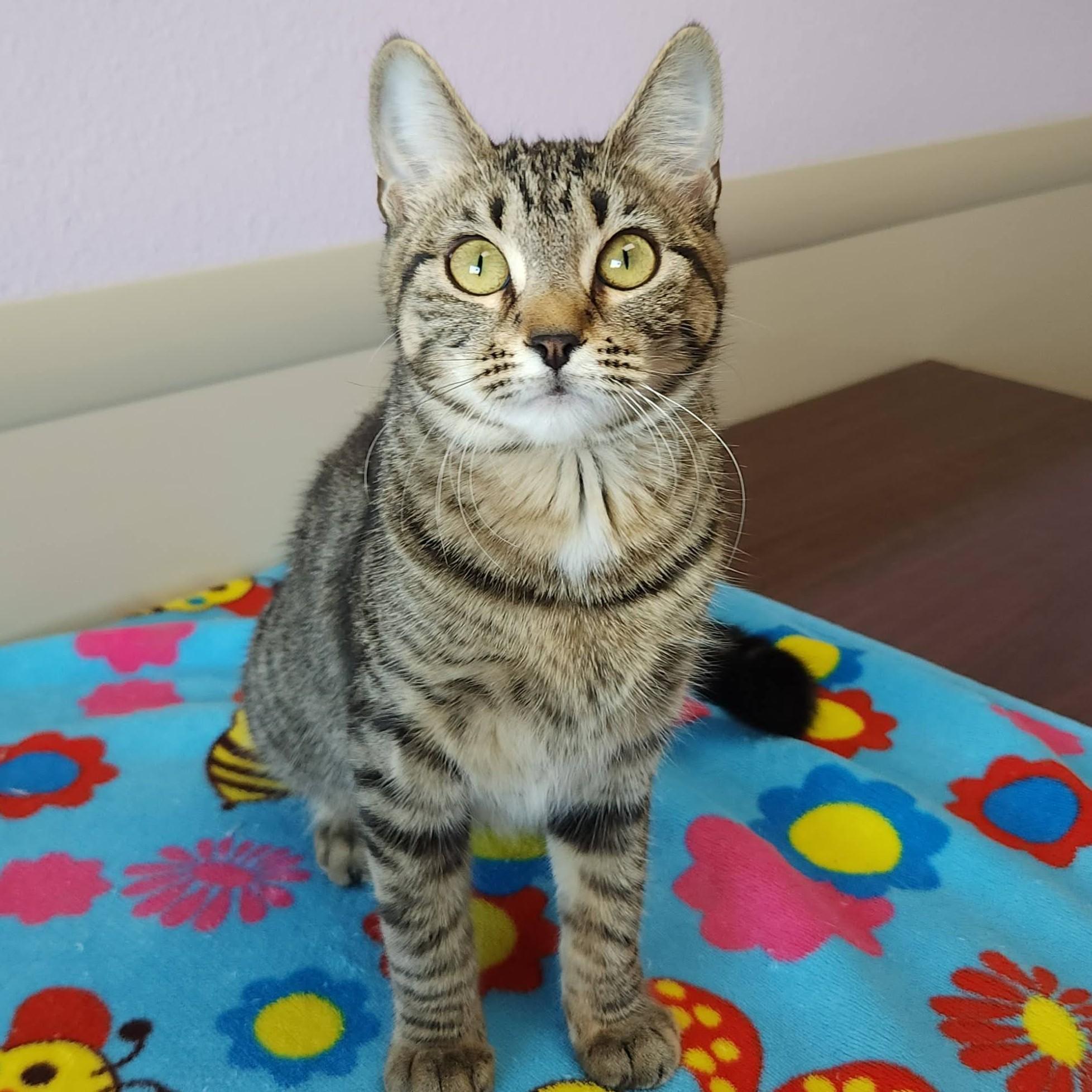 Enlarge Fennico, an adopted Tabby in Marshfield, WI image 2/6