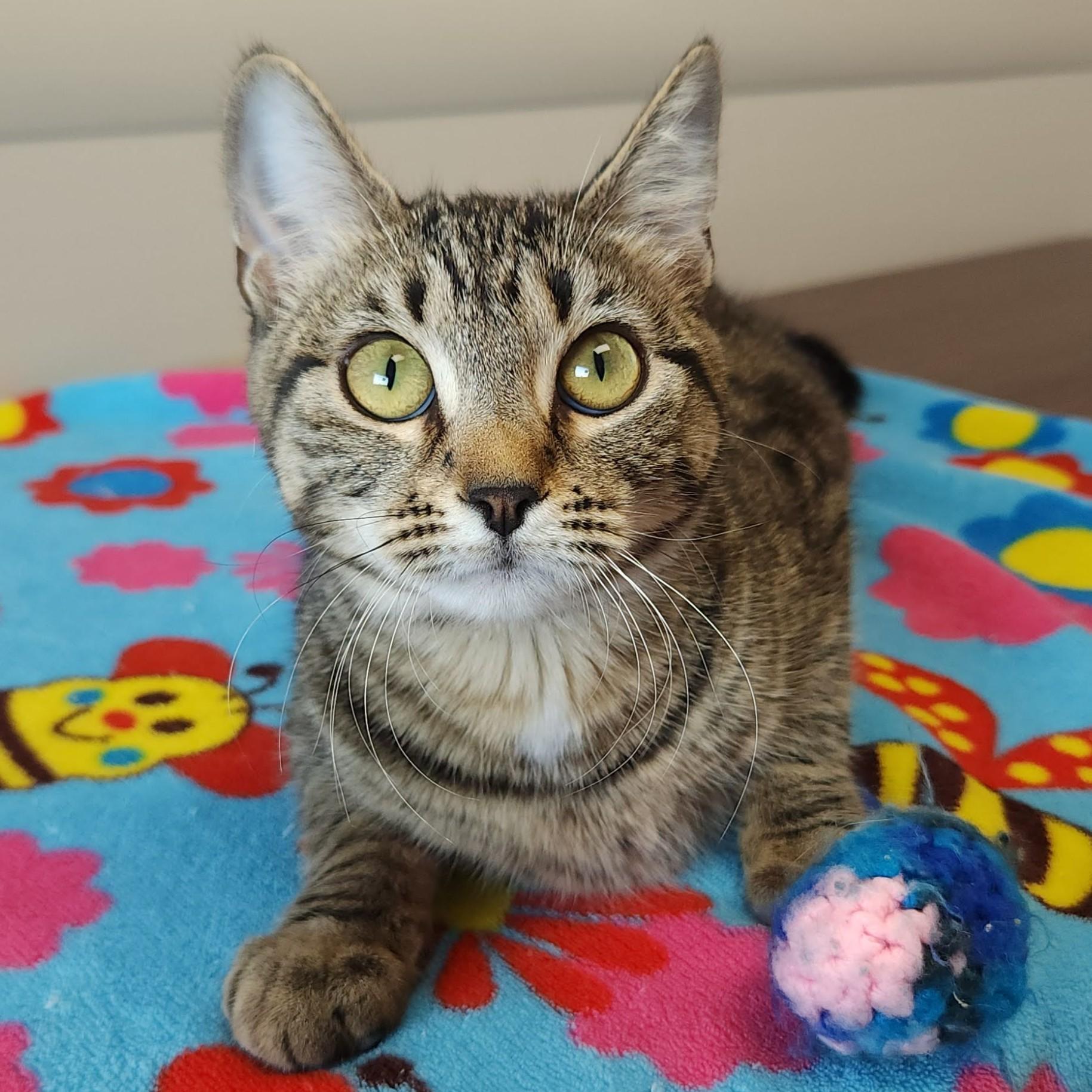 Enlarge Fennico, an adopted Tabby in Marshfield, WI image 1/6