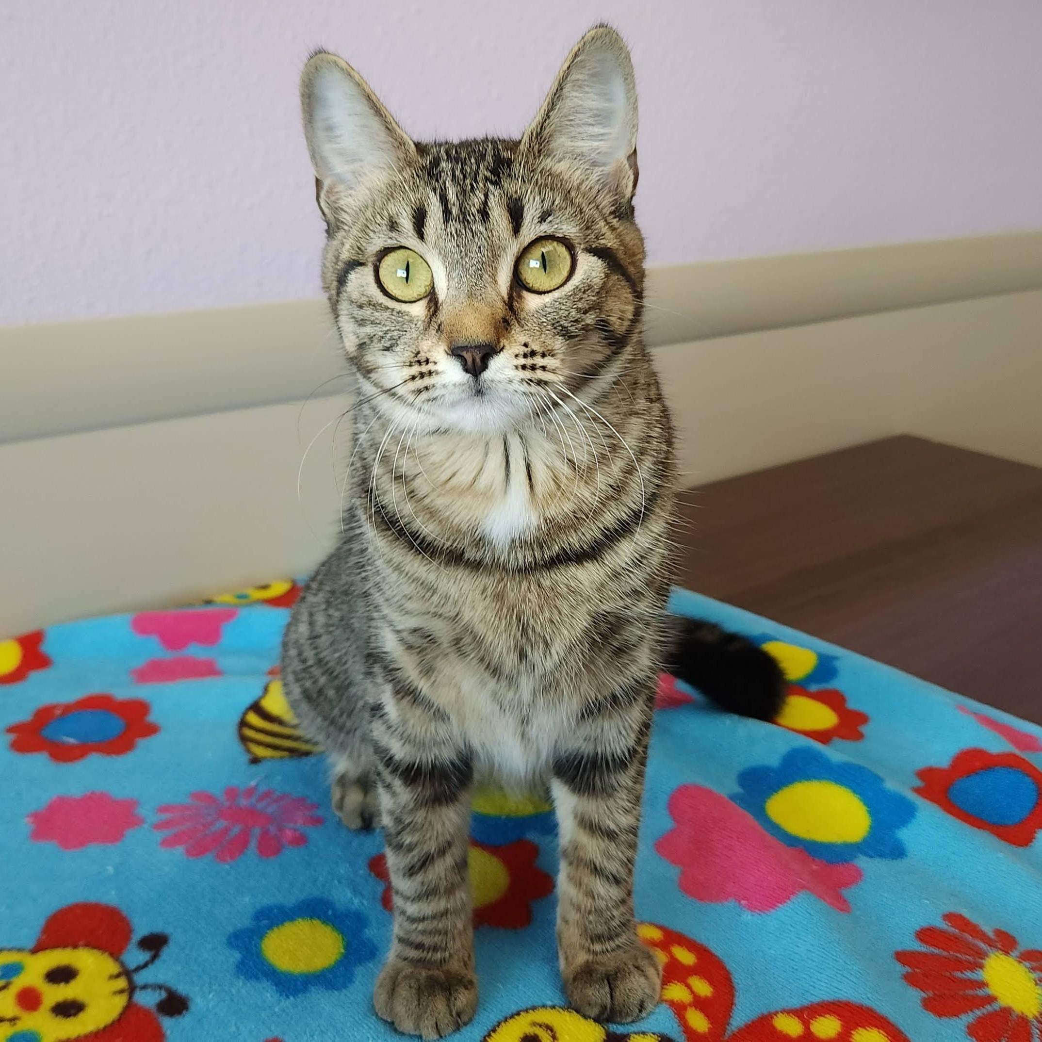Enlarge Fennico, an adopted Tabby in Marshfield, WI image 4/6