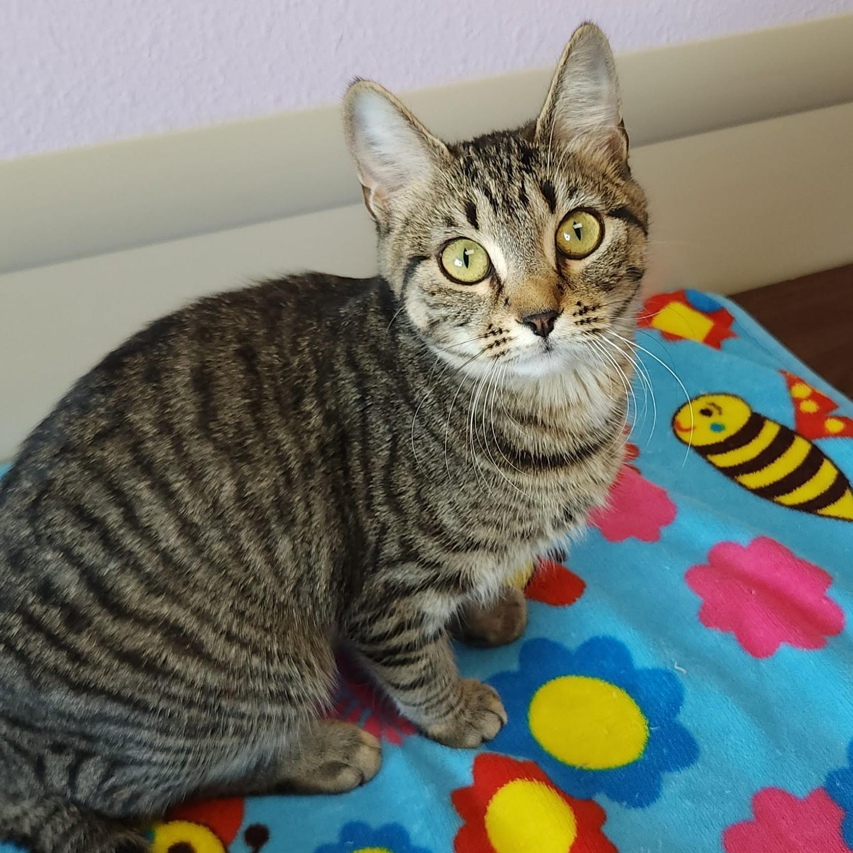 Enlarge Fennico, an adopted Tabby in Marshfield, WI image 3/6