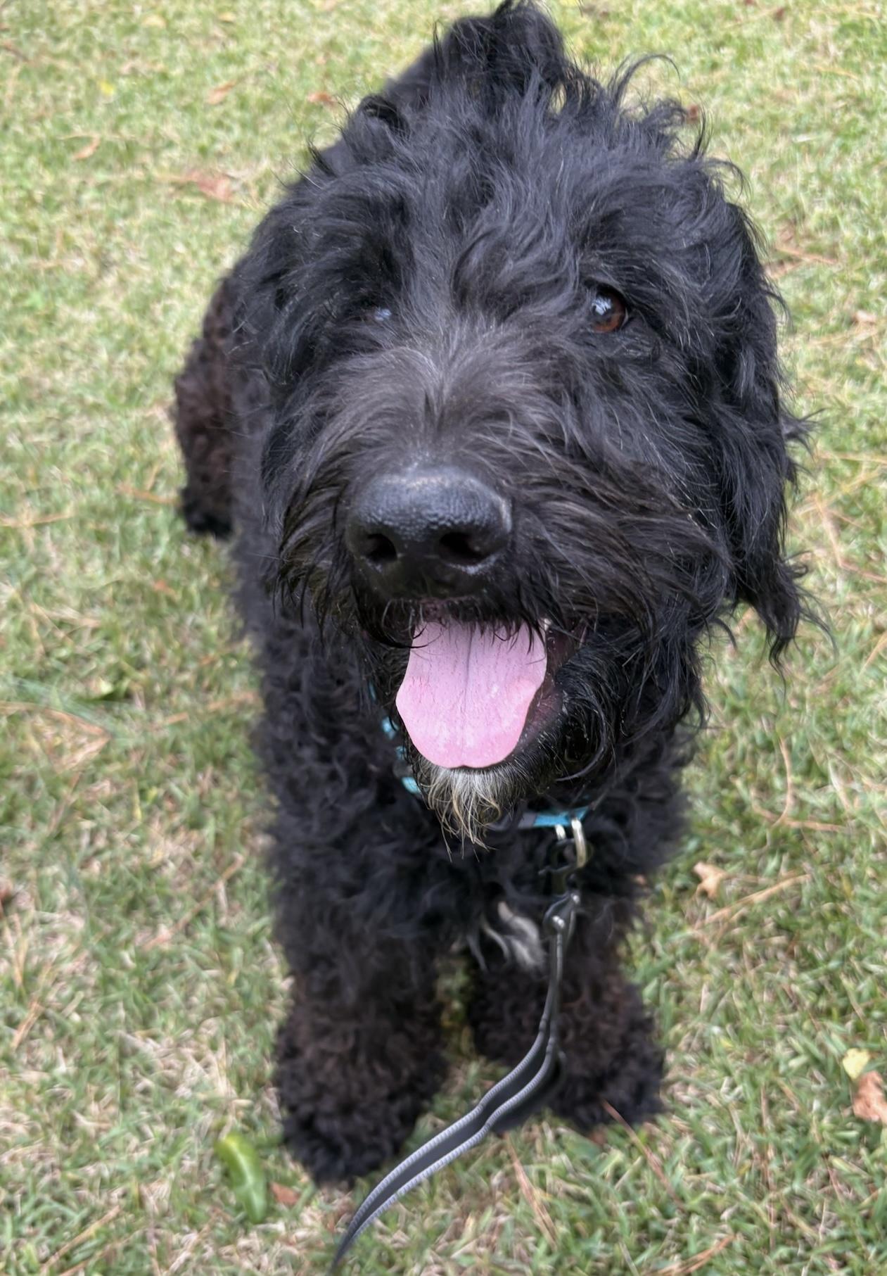 Donnie, a Adoptable mixed breed in Quakertown , PA image 6/6