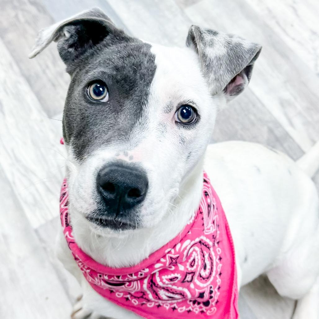 Enlarge Fidget, a Adoptable Mixed Breed in Lufkin, TX image 3/4