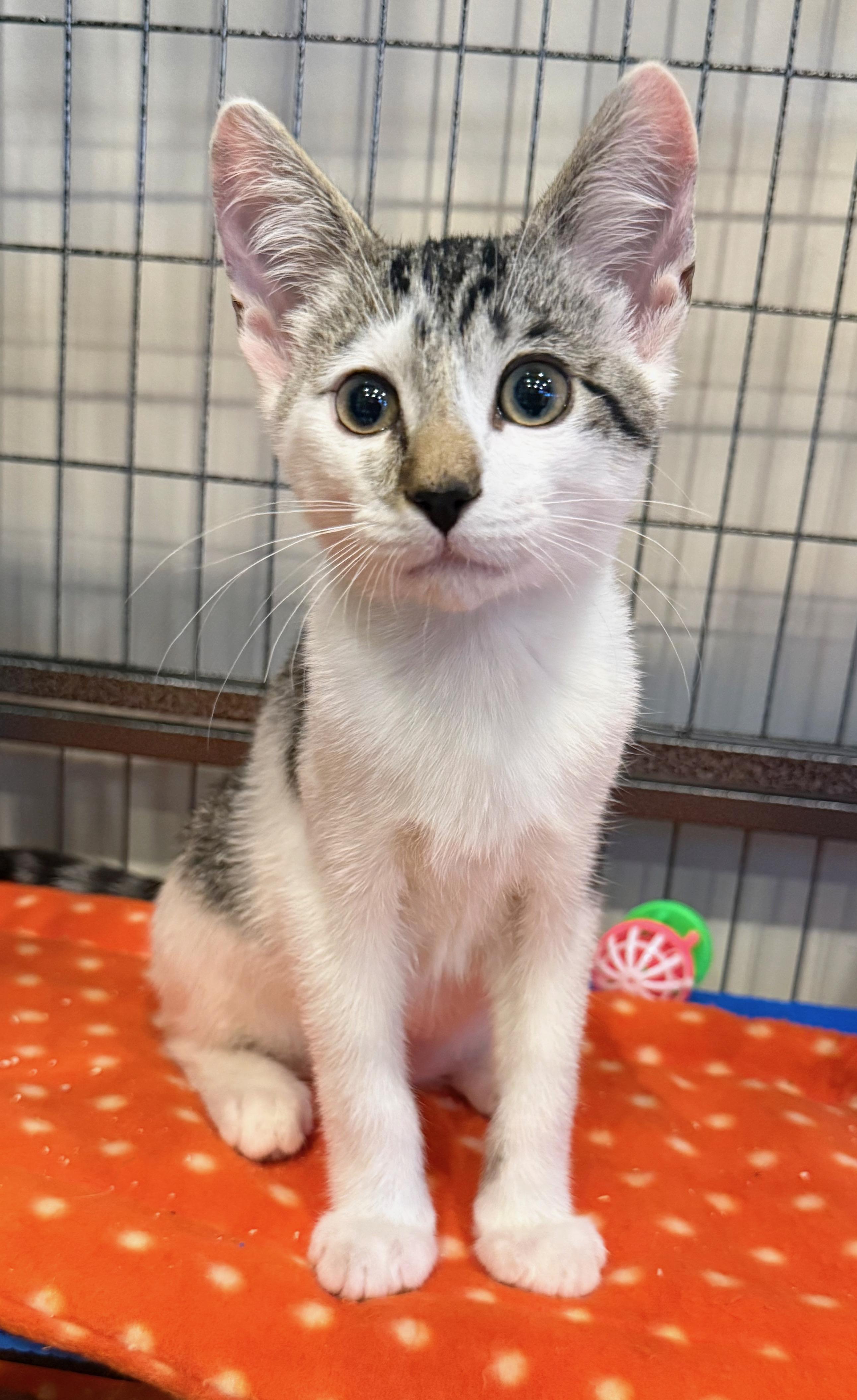 Arlo, a ADOPTABLE American Shorthair in Hilton Head Island, SC image 2/6