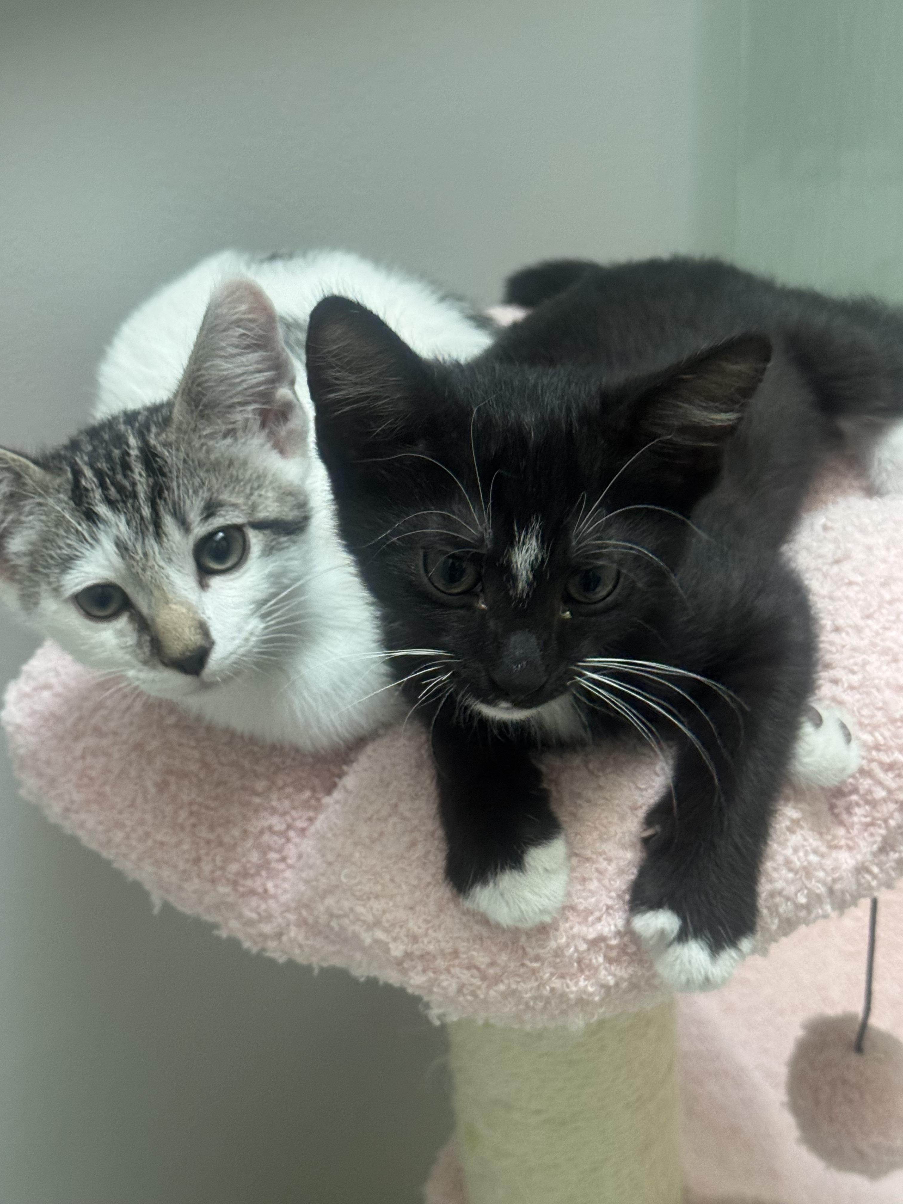 Arlo, a ADOPTABLE American Shorthair in Hilton Head Island, SC image 3/6