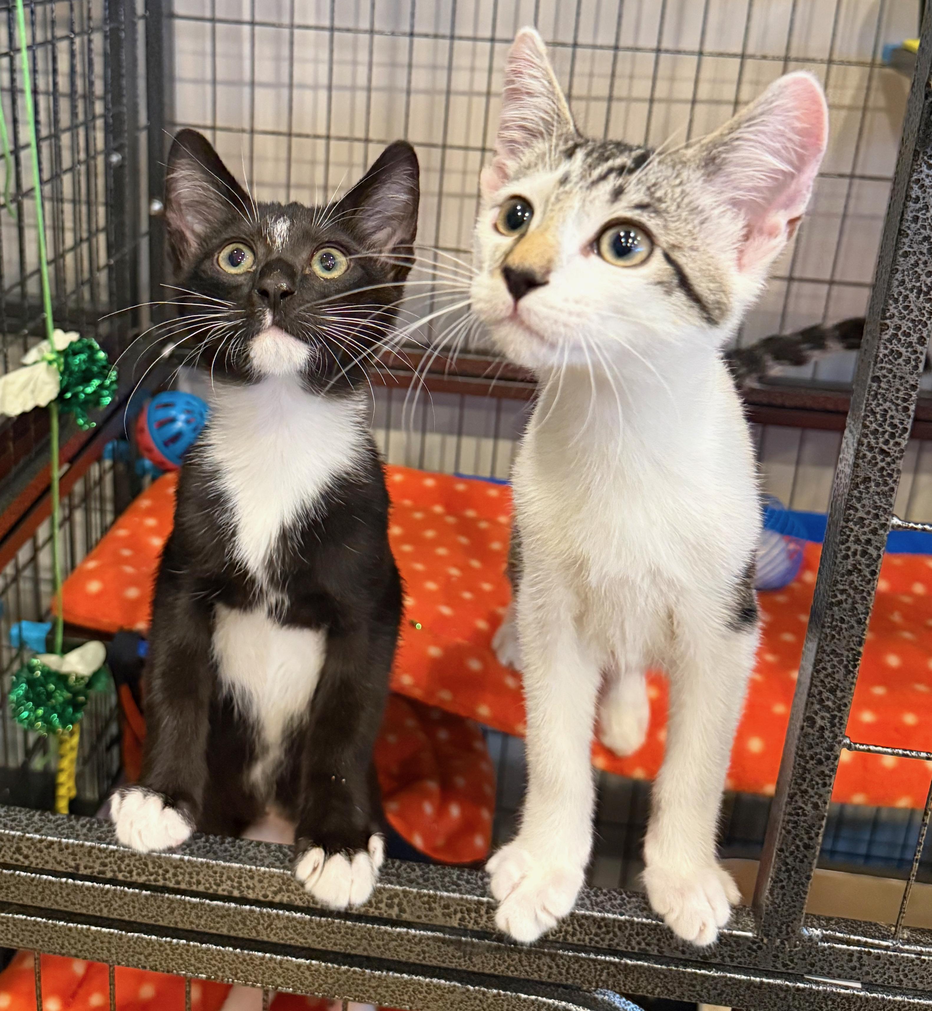 Arlo, a ADOPTABLE American Shorthair in Hilton Head Island, SC image 4/6