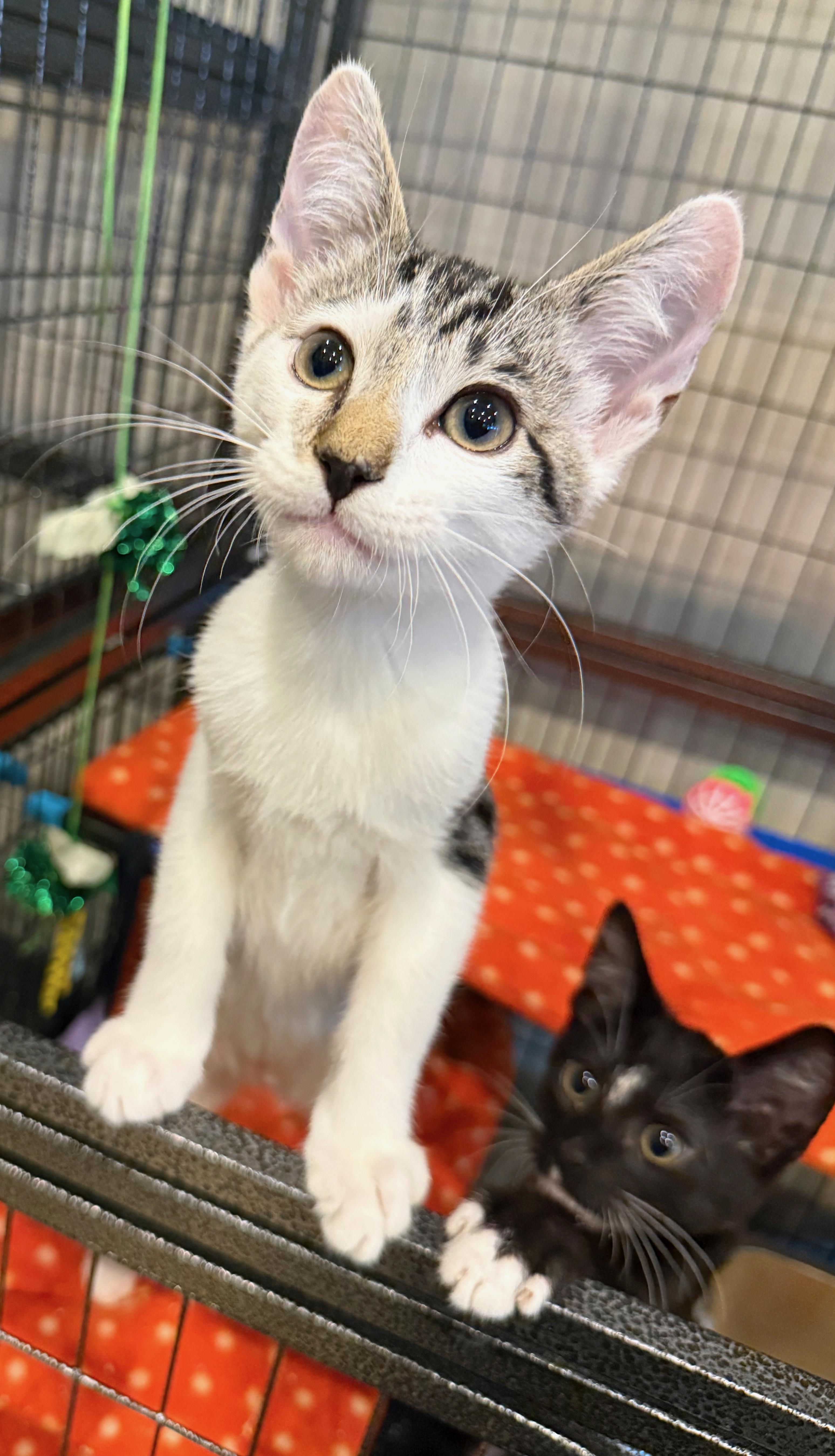 Arlo, ADOPTABLE, Kitten Male American Shorthair.