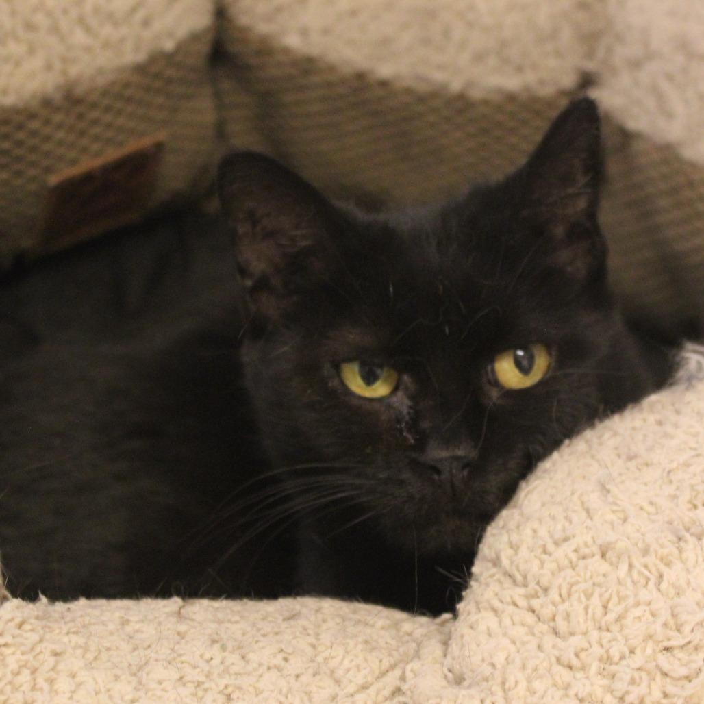 Enlarge Midnight, a Adoptable mixed breed in Gloucester, VA image 1/2