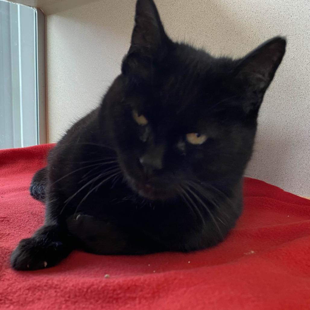 Enlarge Midnight, a Adoptable mixed breed in Gloucester, VA image 2/2