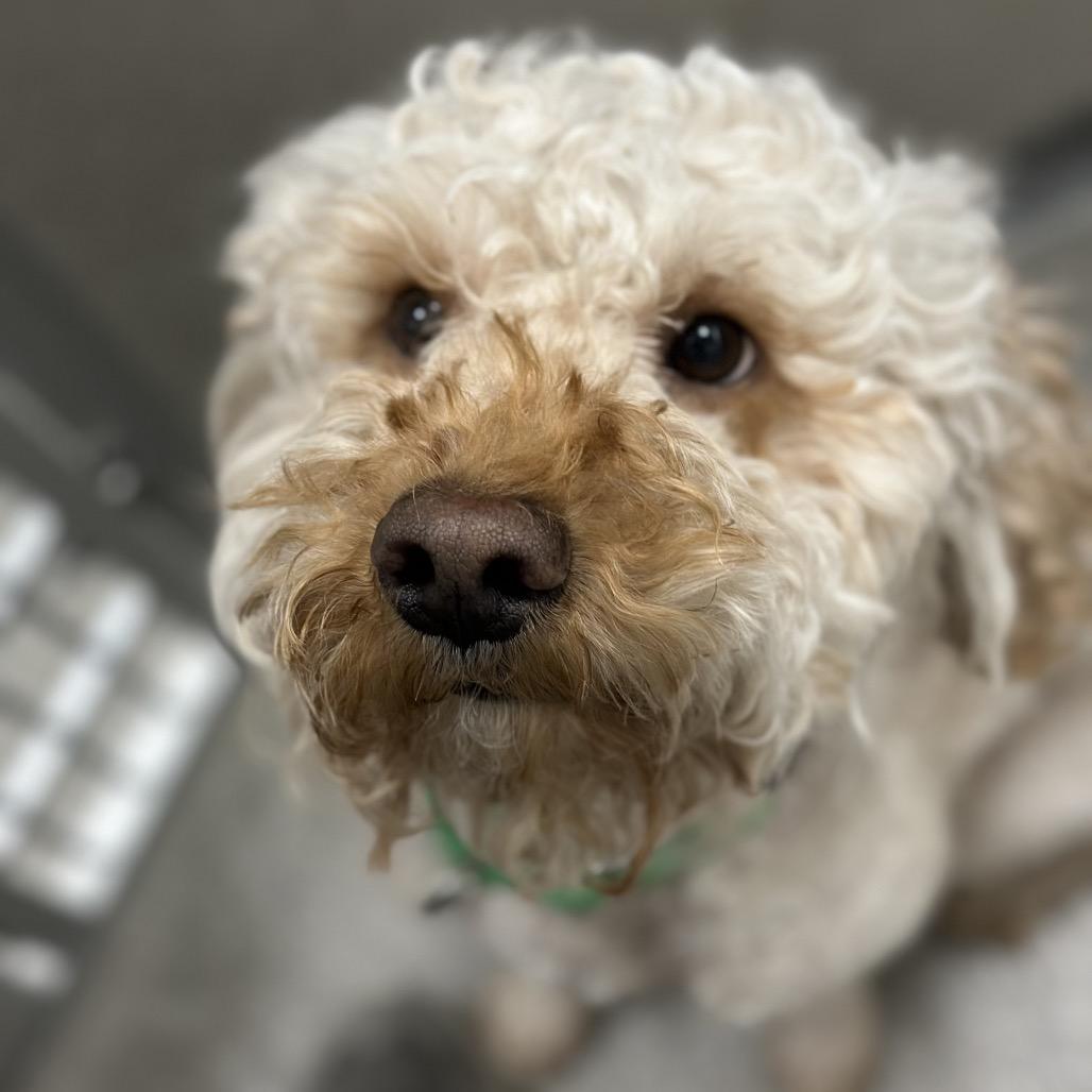 Waylon, Adoptable, Adult Male Mixed Breed.