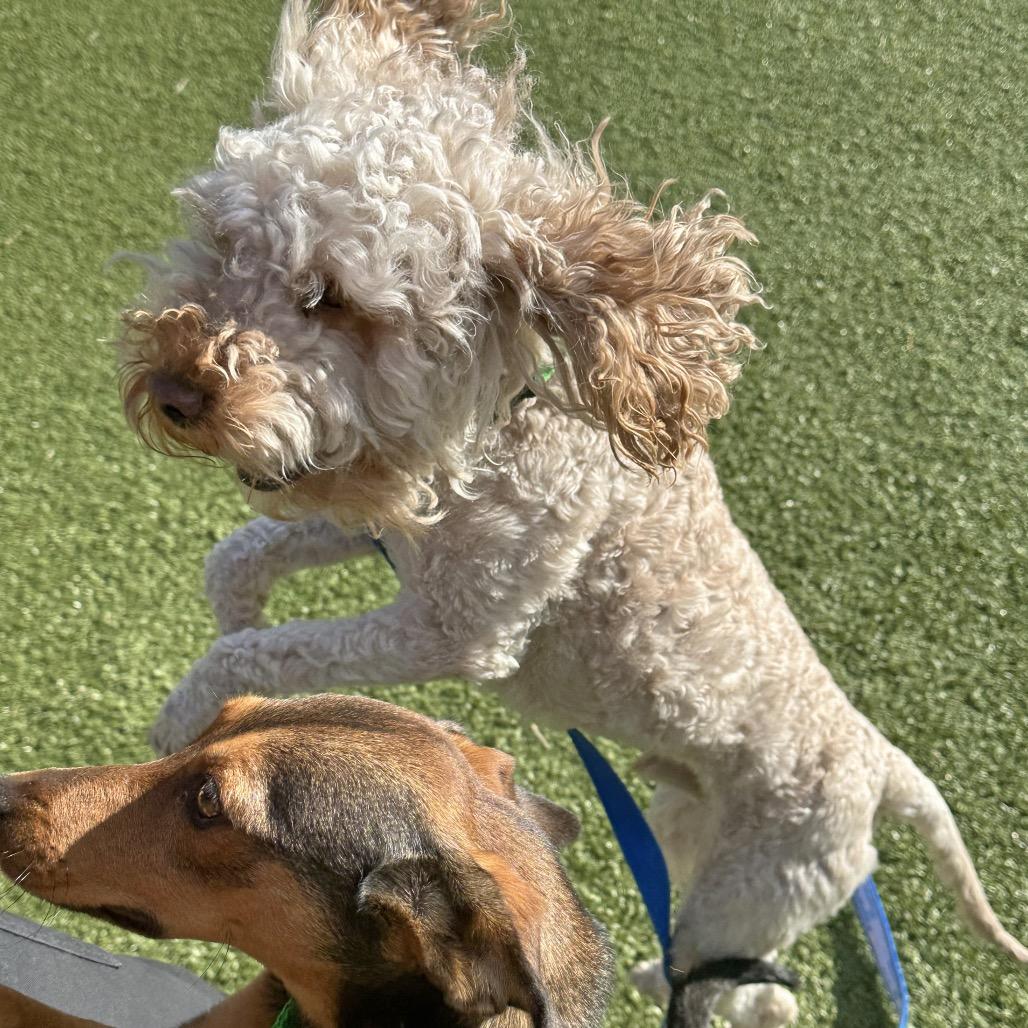 Waylon, a Adoptable Mixed Breed in Cody, WY image 2/6