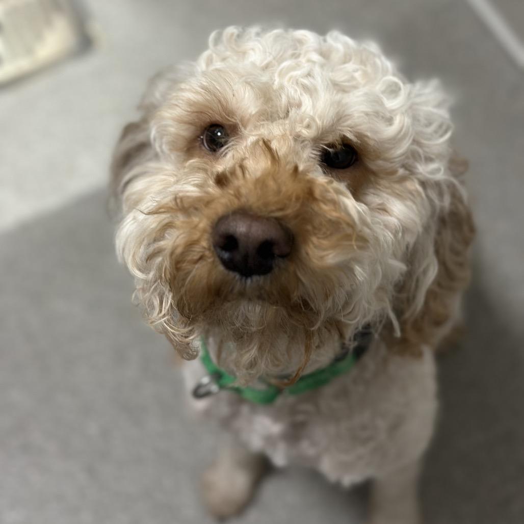 Waylon, a Adoptable Mixed Breed in Cody, WY image 4/6