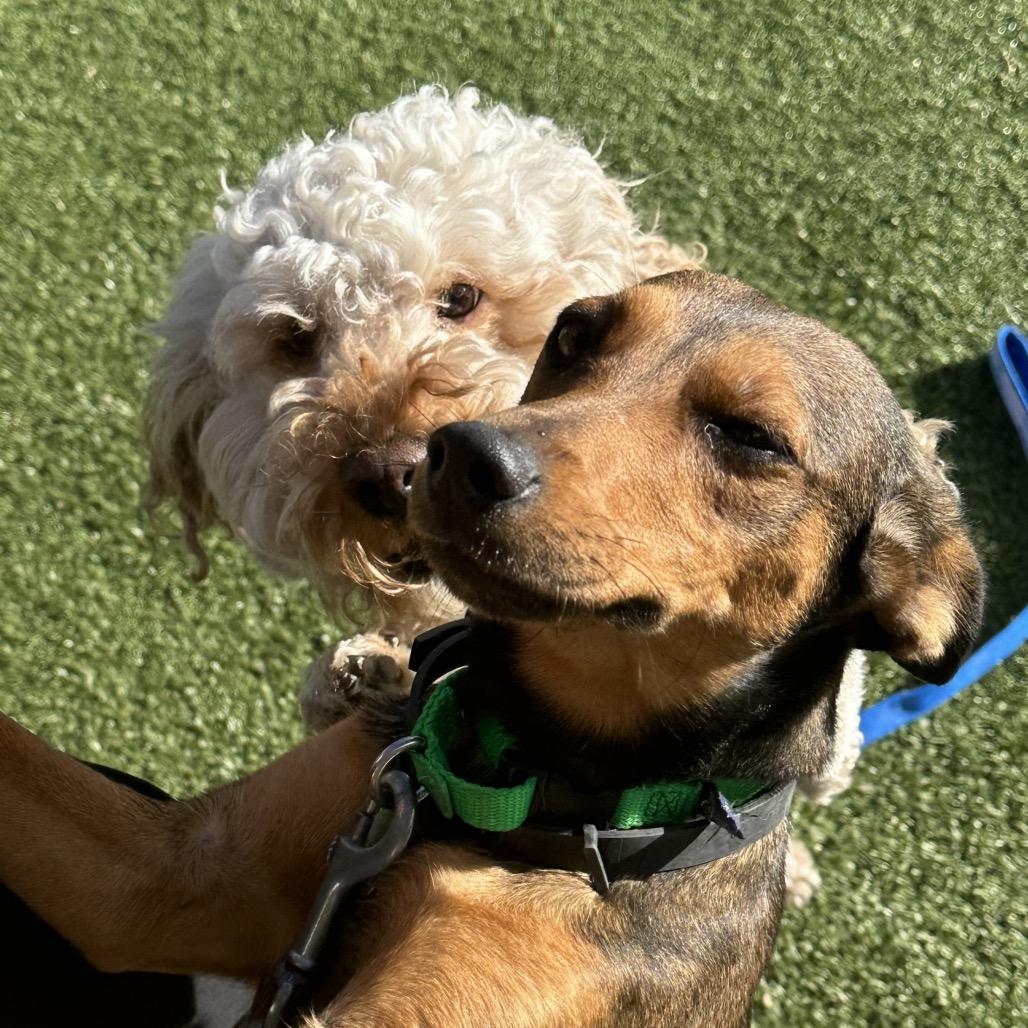 Waylon, a Adoptable Mixed Breed in Cody, WY image 5/6