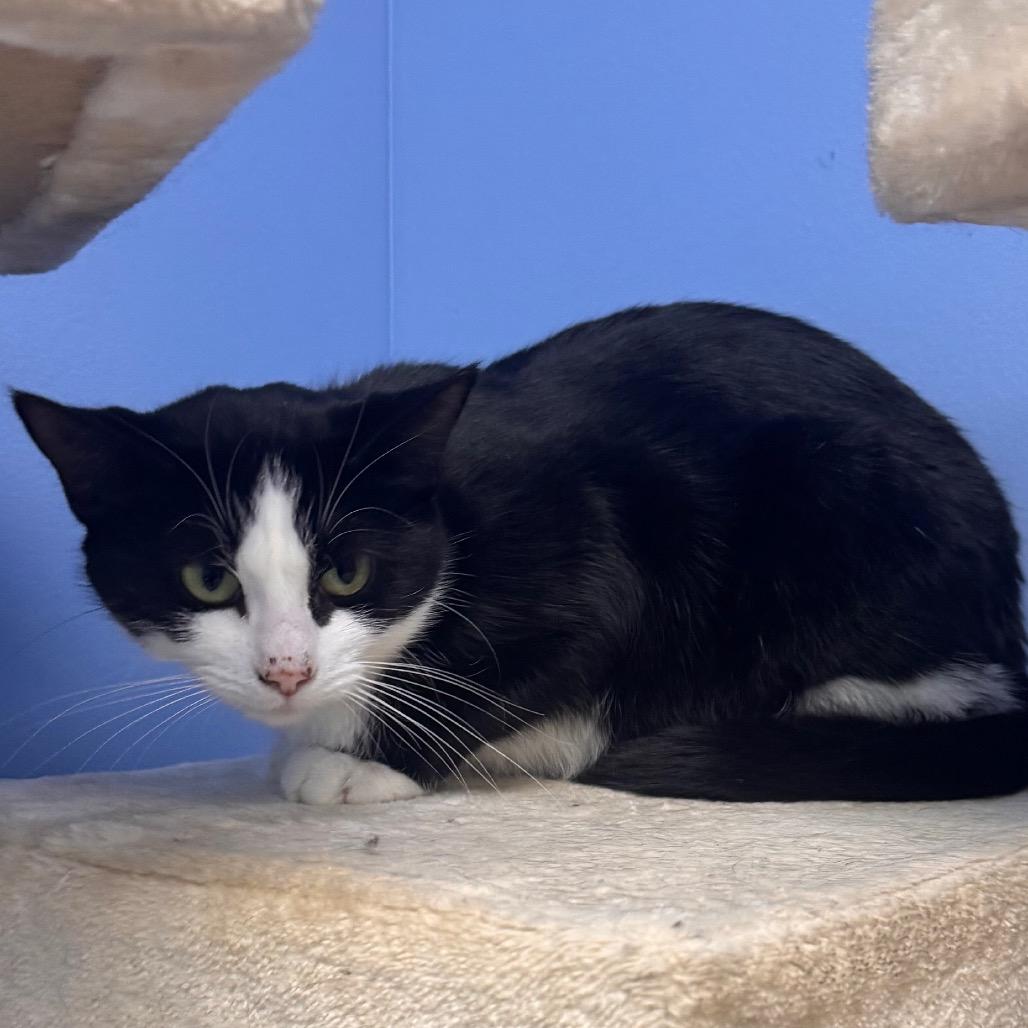 Ember — thumbnail 3