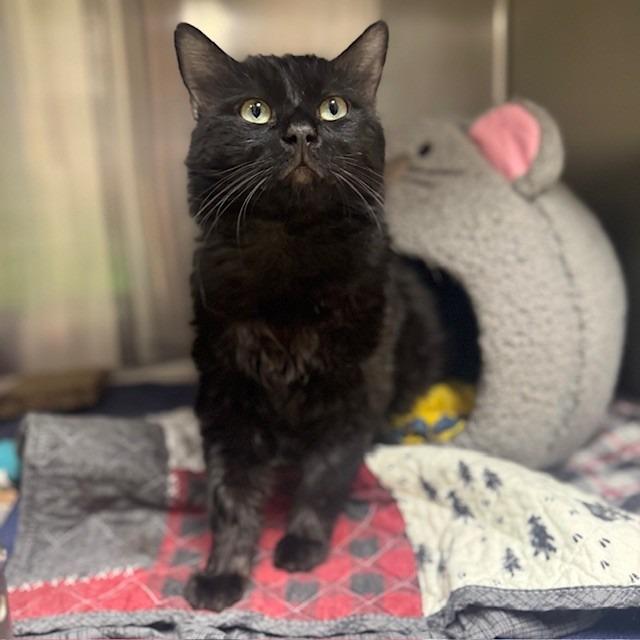 Cody, Adoptable, Adult Male Domestic Medium Hair.