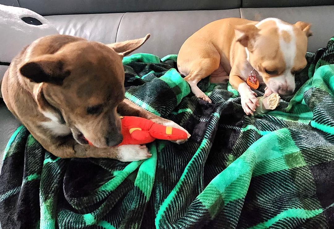 Happy, a ADOPTABLE mixed breed in Lake Geneva, WI image 5/6