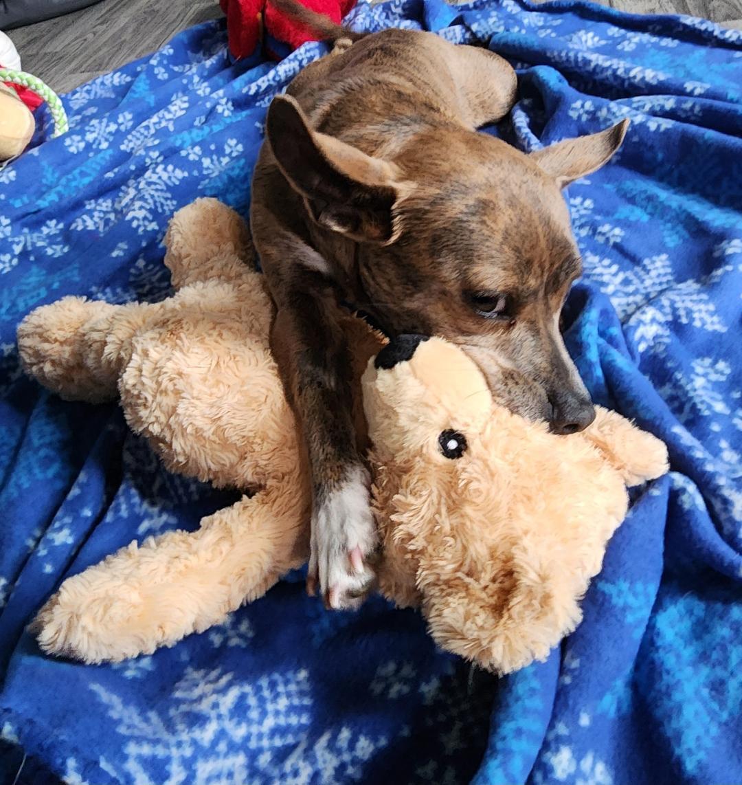 Happy, a ADOPTABLE mixed breed in Lake Geneva, WI image 3/6