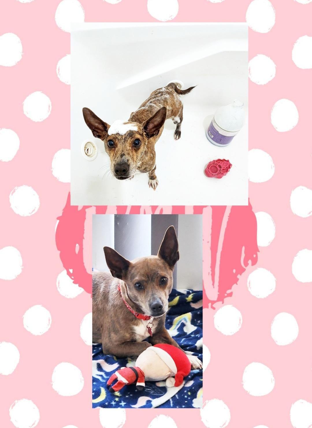 Happy, a ADOPTABLE mixed breed in Lake Geneva, WI image 2/6